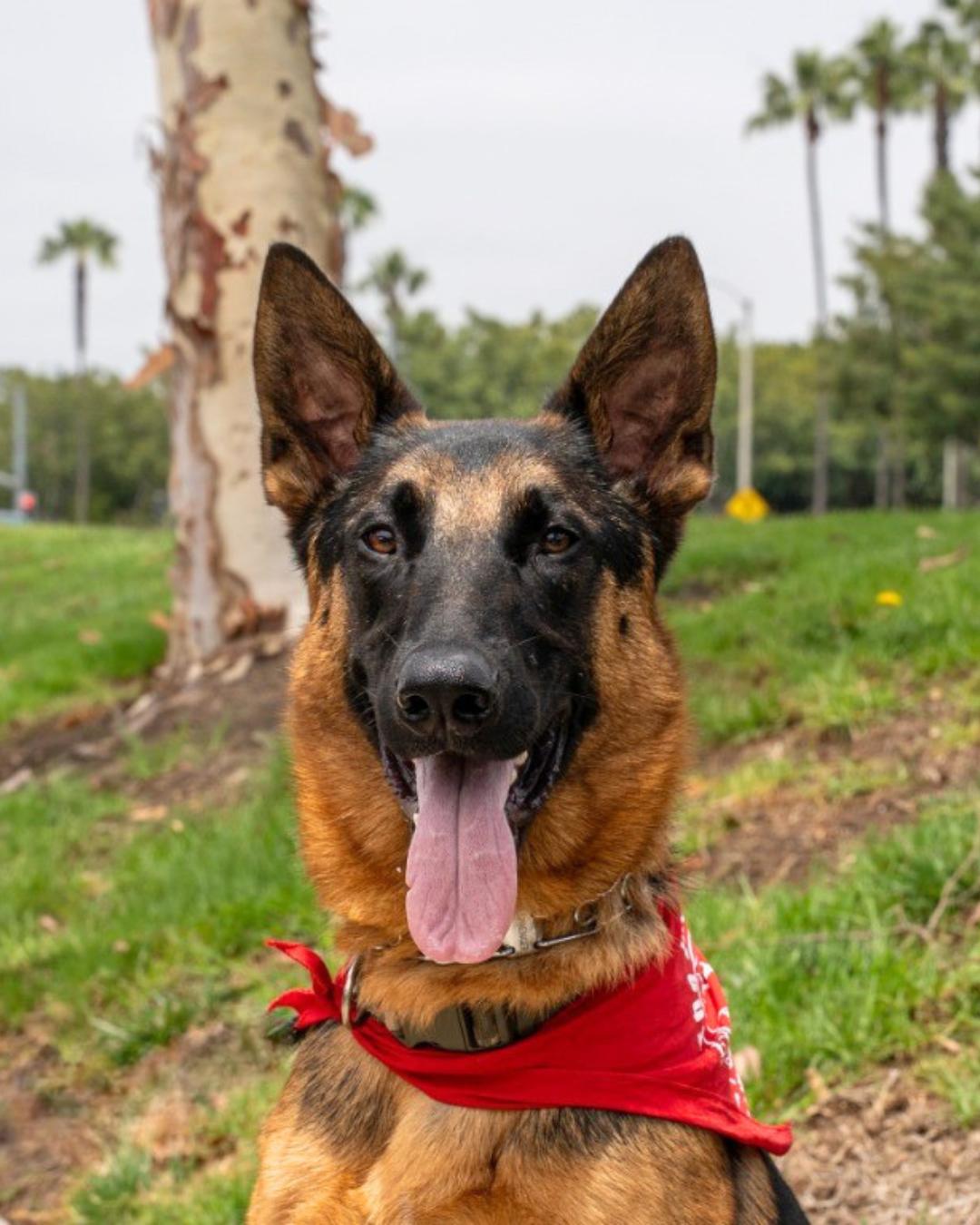 Enlarge Sirius - Courtesy Post for our friends at The Little Red Dog, a ADOPTABLE German Shepherd Dog in Brookfield, CT image 5/6