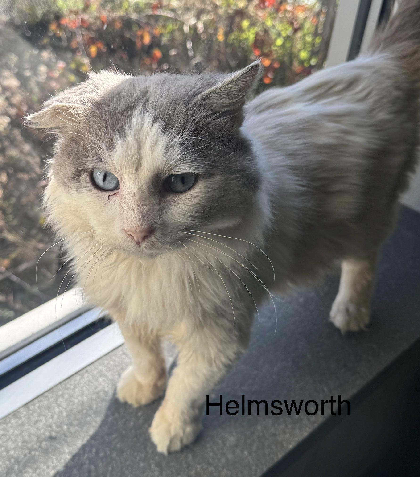 Helmsworth, Adoptable, Adult Male Domestic Medium Hair.