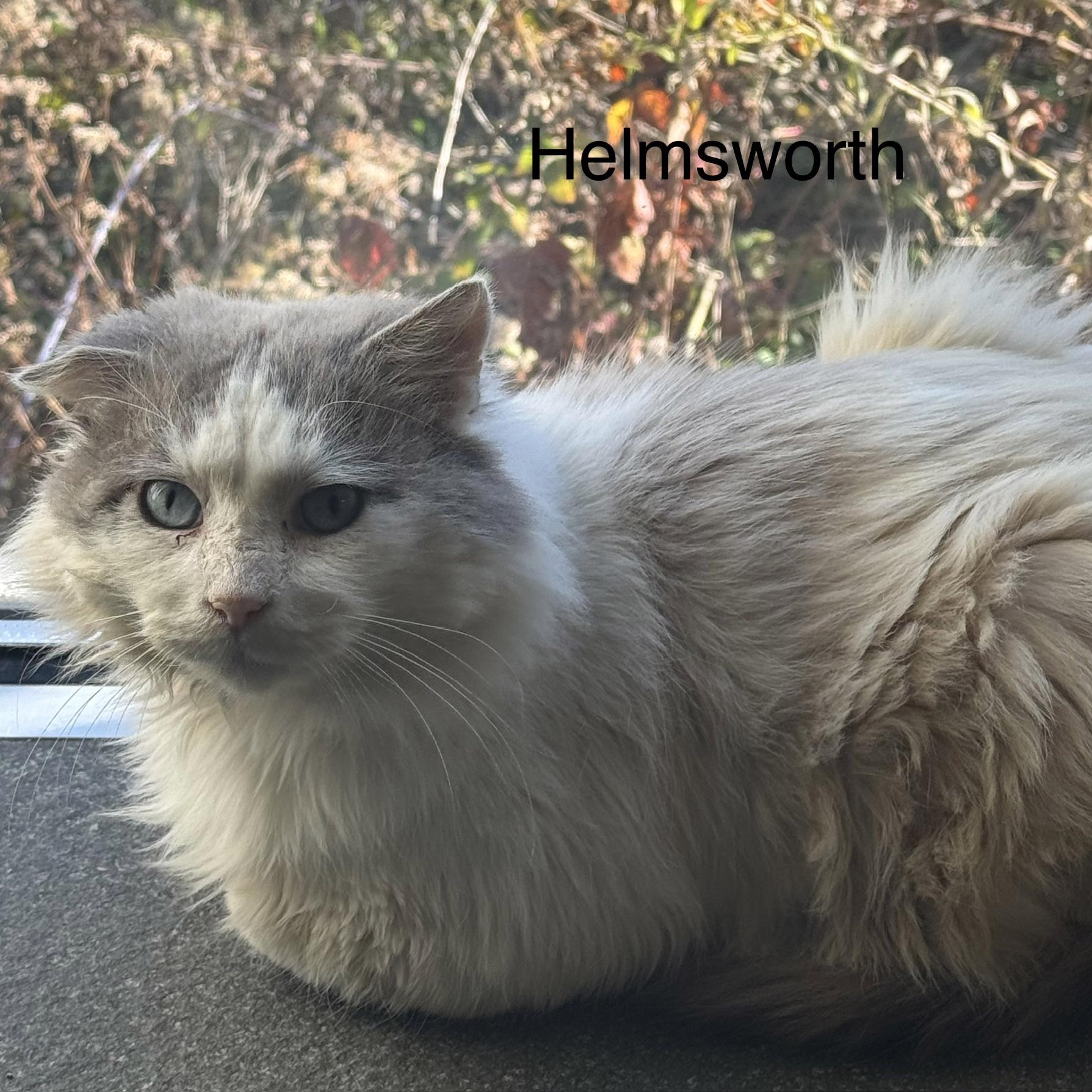 Enlarge Helmsworth, a Adoptable Domestic Medium Hair in Ulster, PA image 2/2