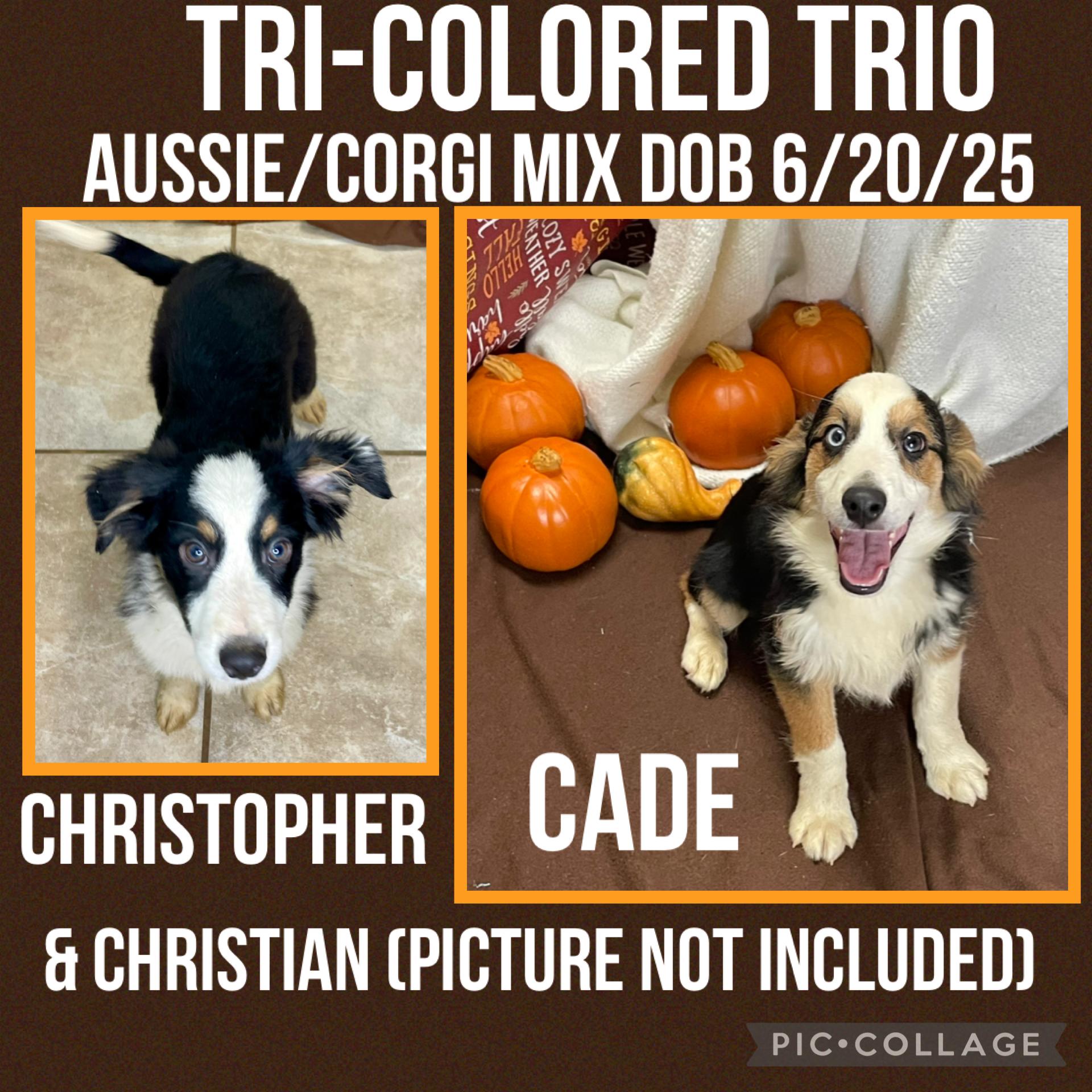 Cade, Christian, and Christopher