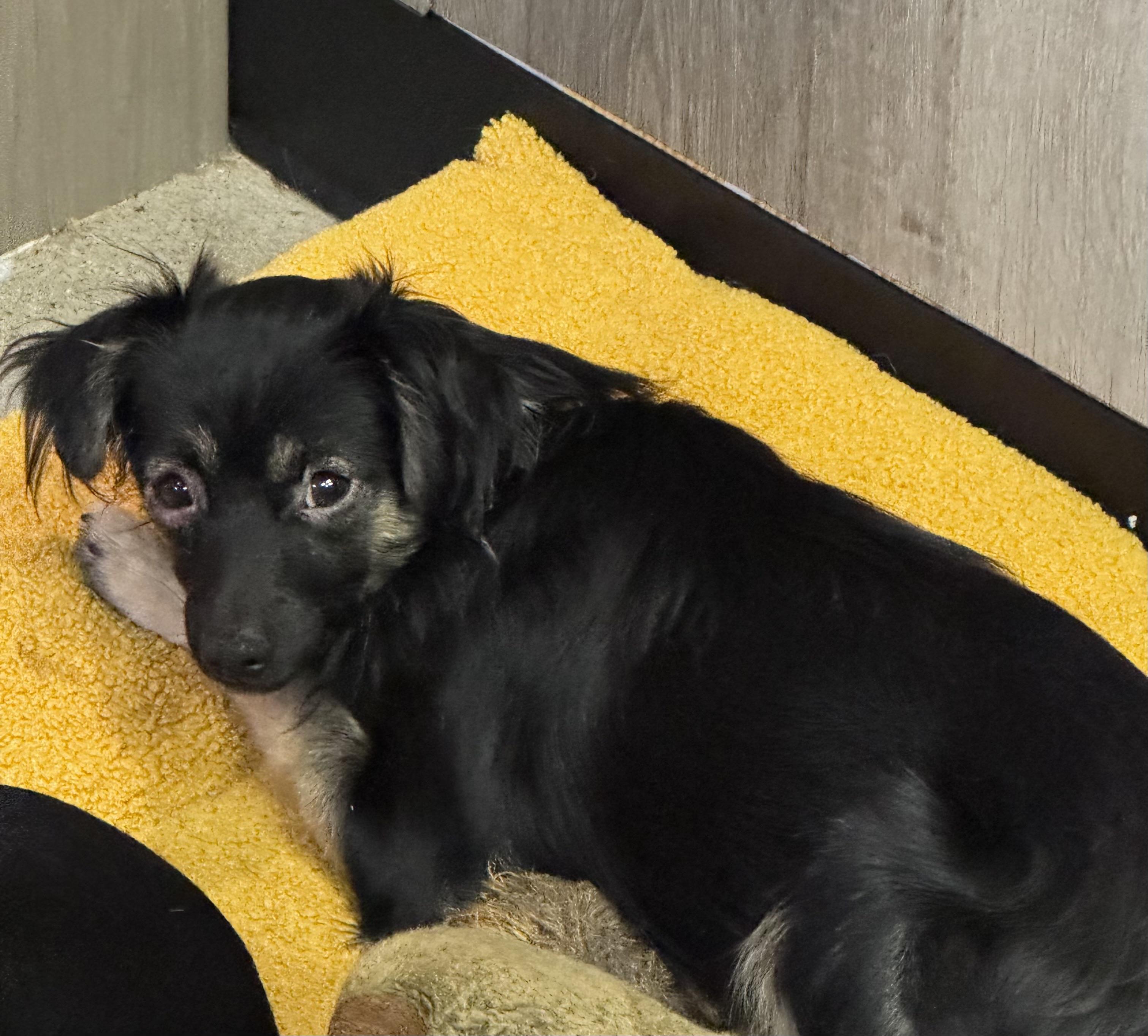 Chip Skylark, Adoptable, Young Male Chihuahua.