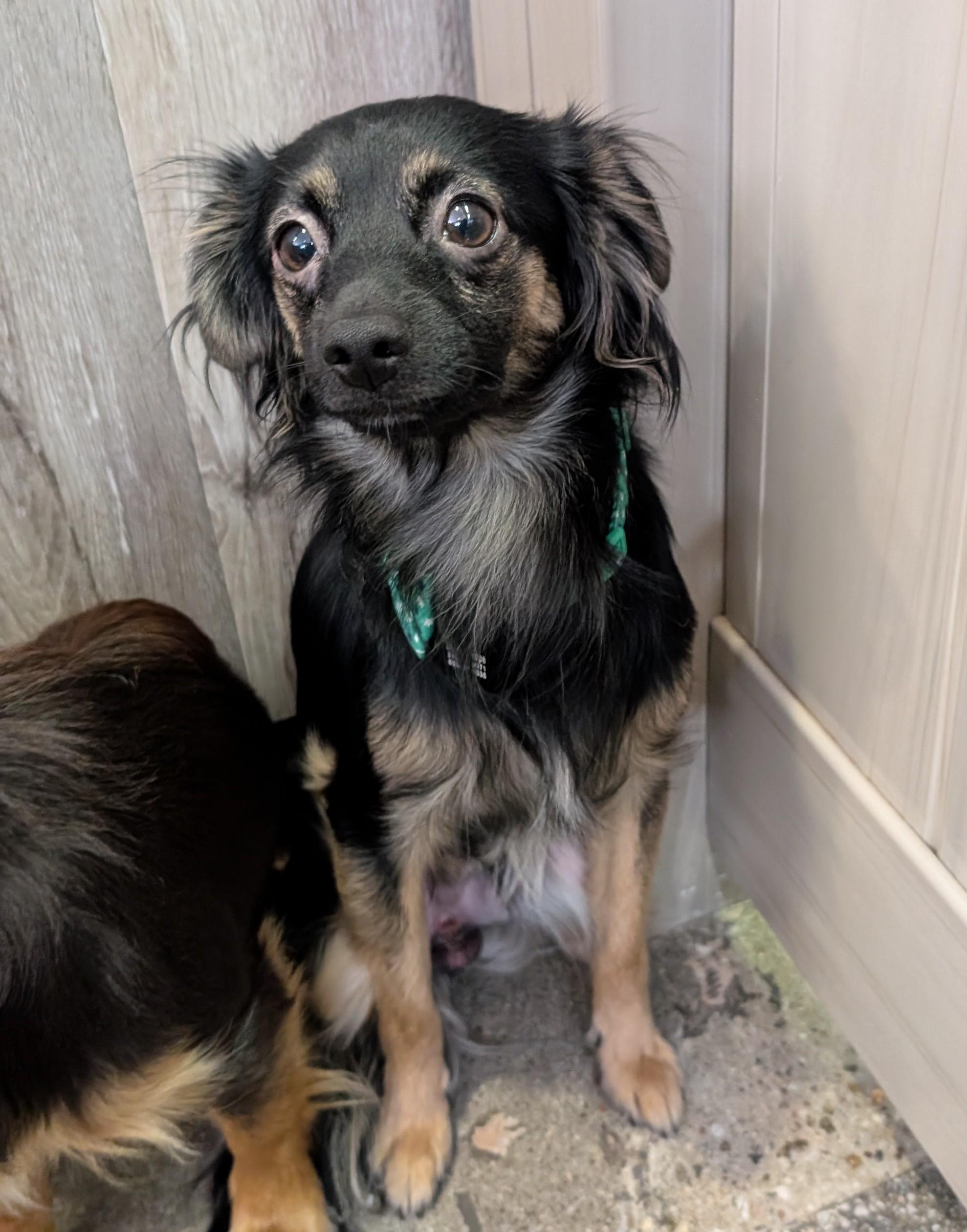 Chip Skylark, a Adoptable Chihuahua in Thousand Oaks, CA image 2/2