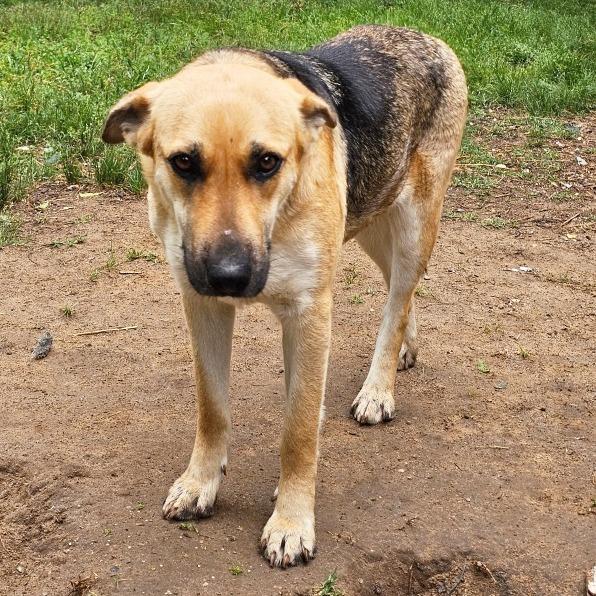 Maybelline, Adoptable, Young Female German Shepherd Dog.