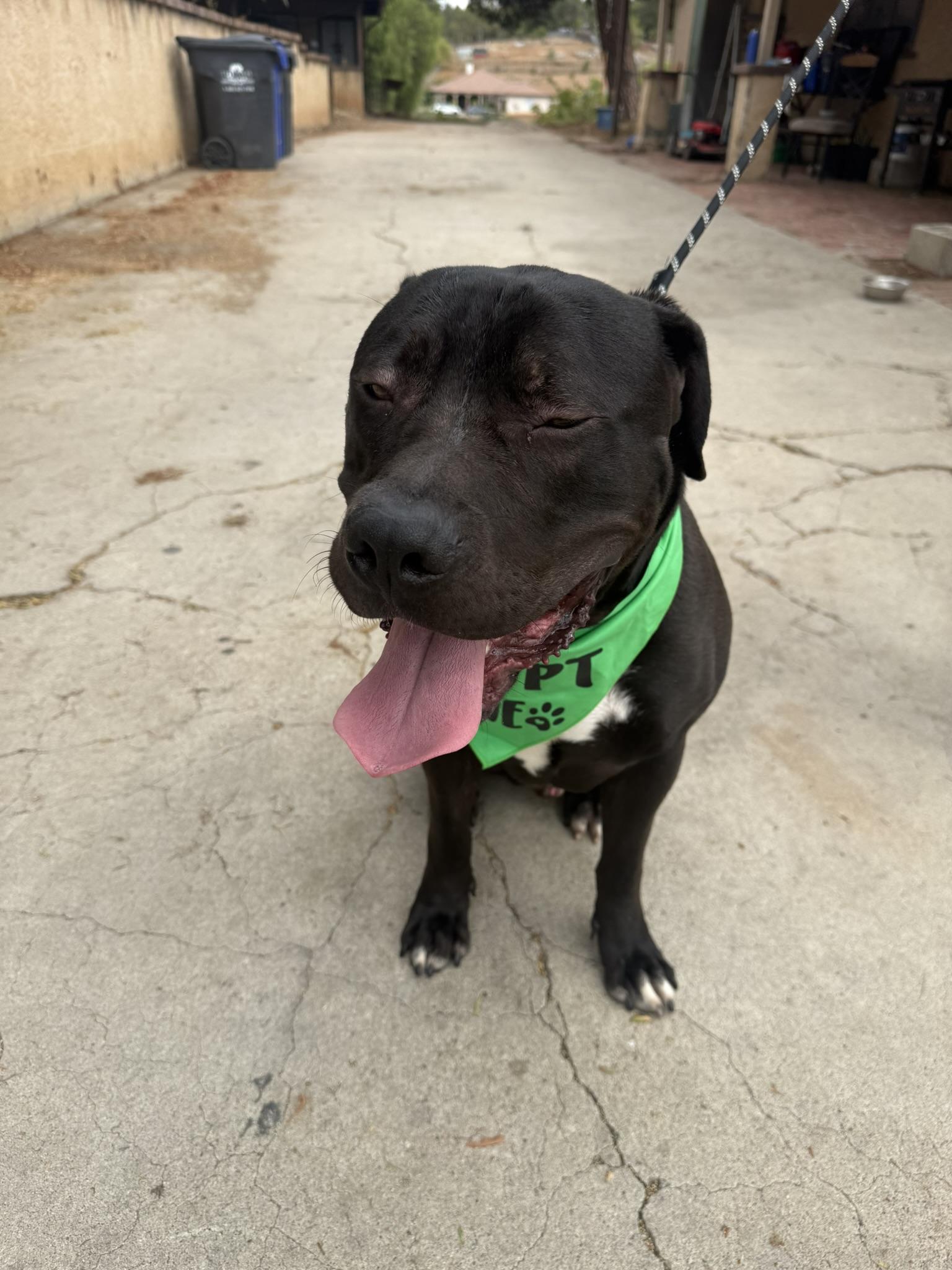 Enlarge Zeus, a ADOPTABLE mixed breed in Lakeside, CA image 3/3