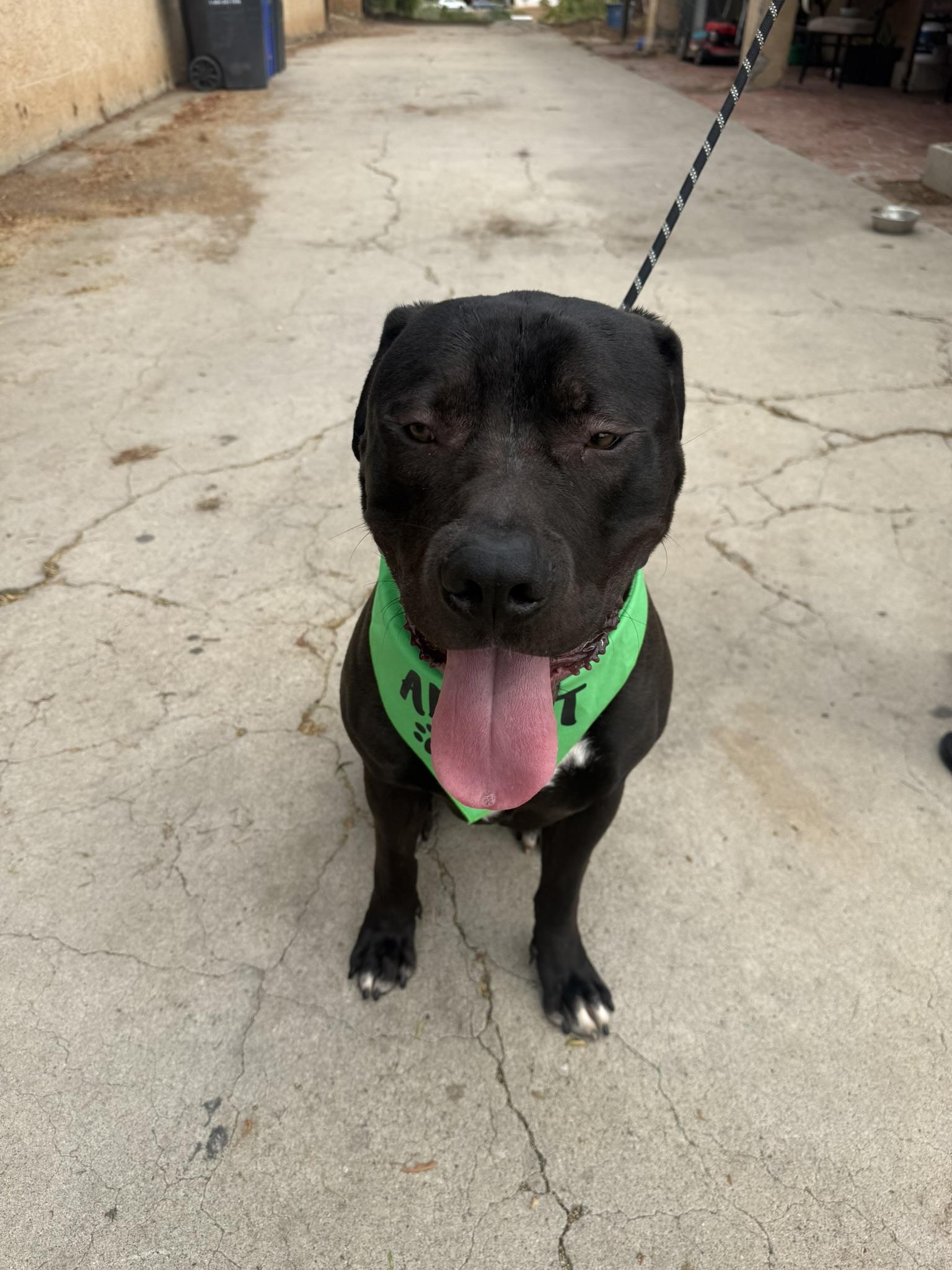 Enlarge Zeus, a ADOPTABLE mixed breed in Lakeside, CA image 2/3