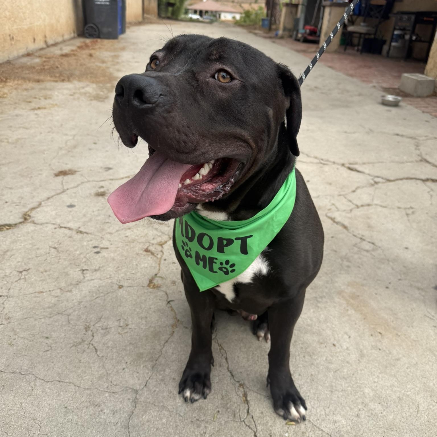 Zeus, ADOPTABLE, Adult Male American Bully.