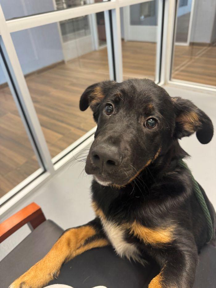 Enlarge Bear, a Adopted Saint Bernard in Hilton Head Island, SC image 1/1