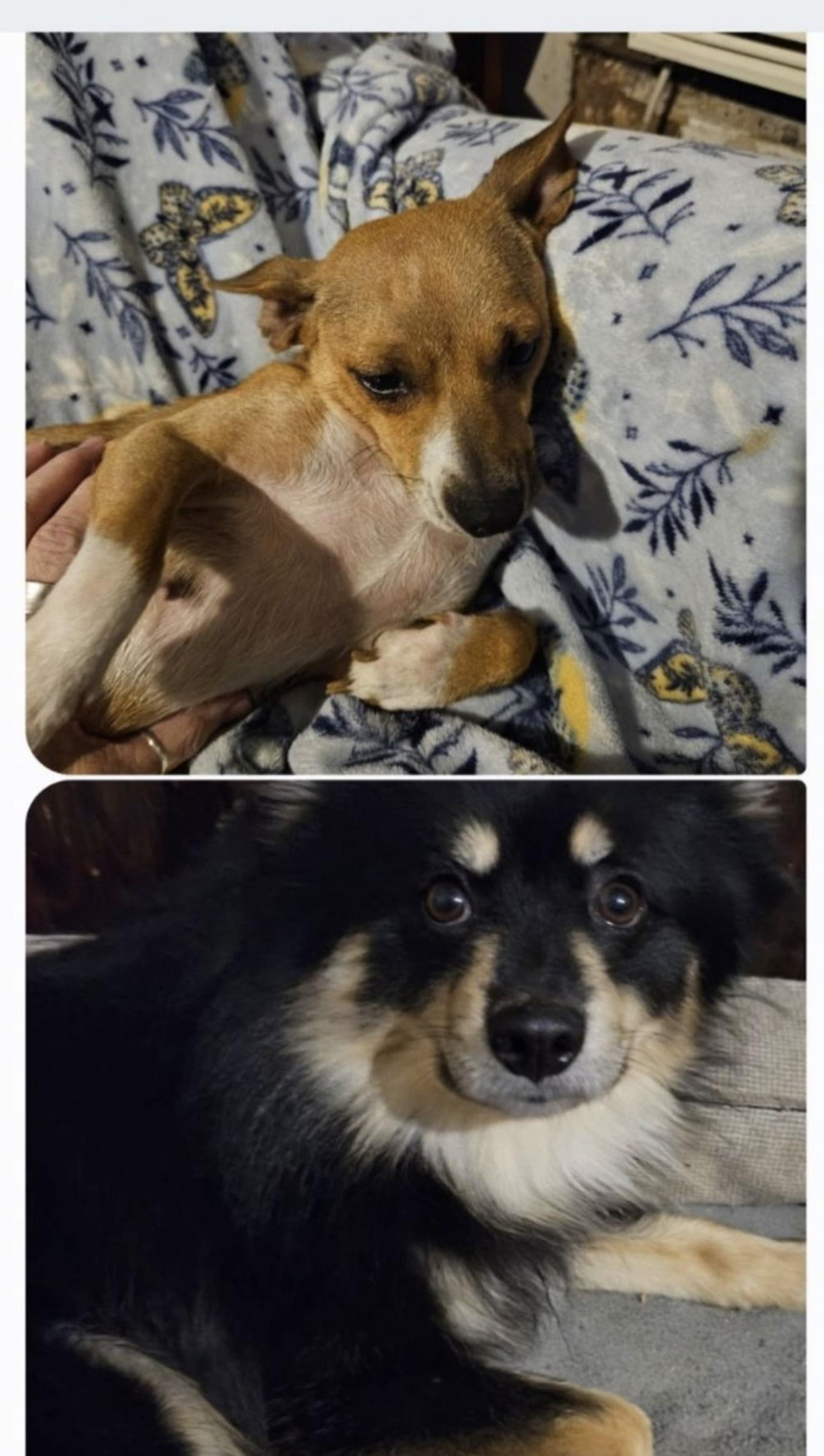 Enlarge Barry, a Adoptable mixed breed in Jackson, MI image 6/6