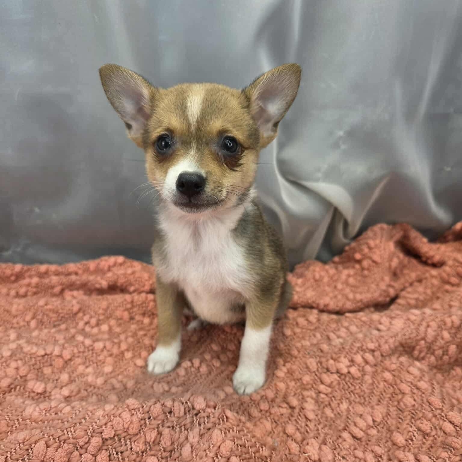 Enlarge Barry, a Adoptable mixed breed in Jackson, MI image 4/6