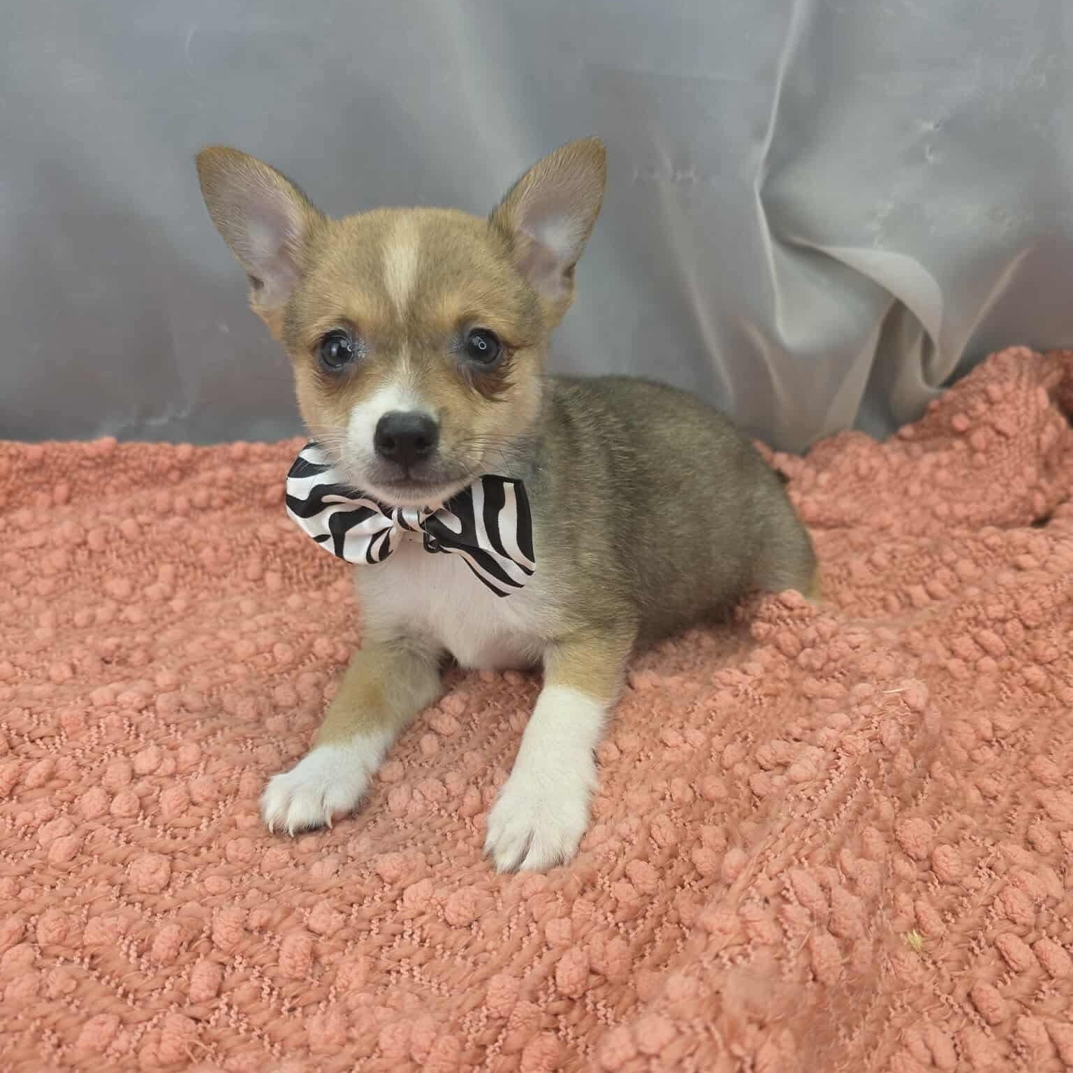 Enlarge Barry, a Adoptable mixed breed in Jackson, MI image 5/6