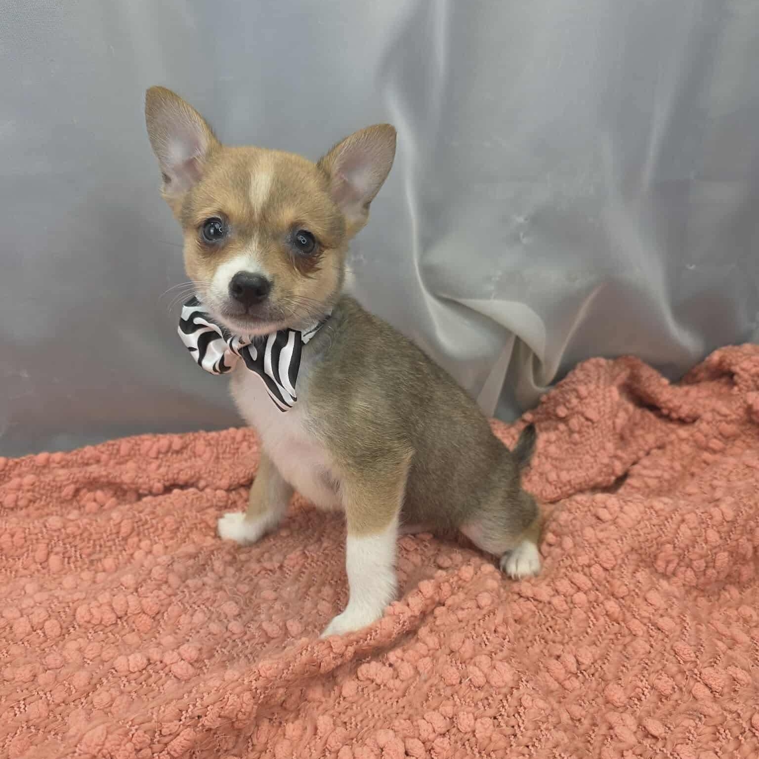 Barry, Adoptable, Puppy Male Chihuahua & Pomeranian.