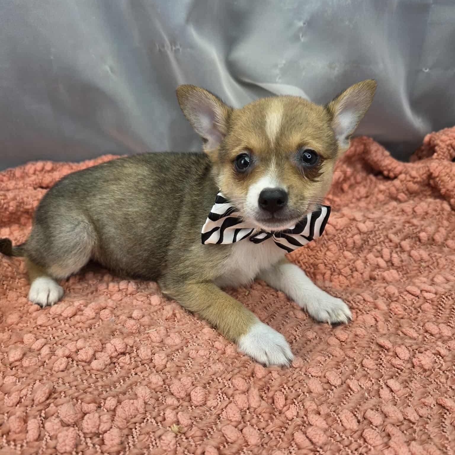 Enlarge Barry, a Adoptable mixed breed in Jackson, MI image 2/6