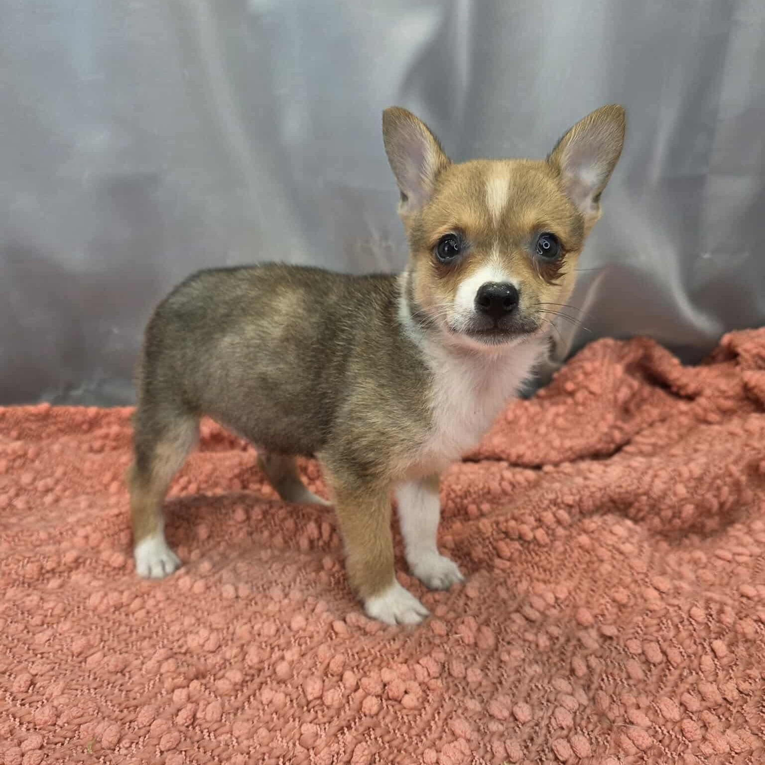 Enlarge Barry, a Adoptable mixed breed in Jackson, MI image 3/6