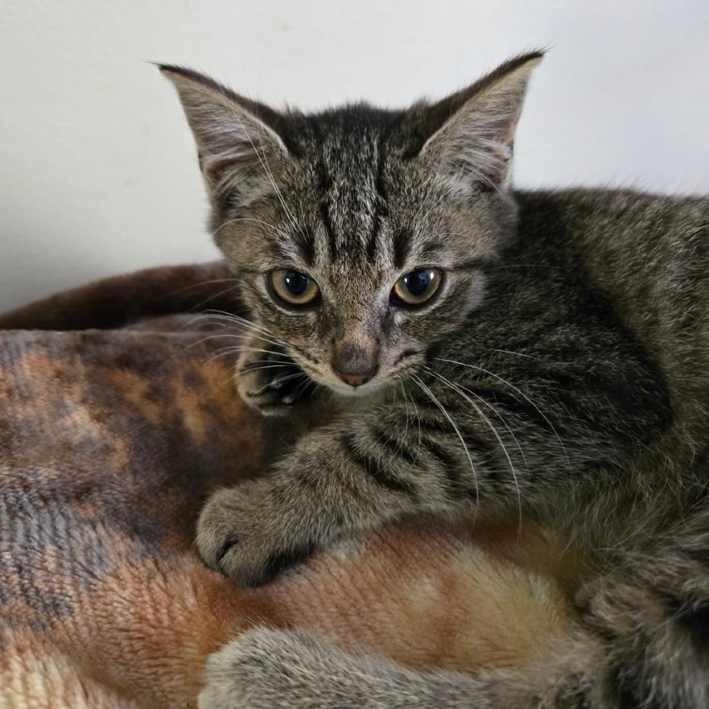 Enlarge Wallee, a Adoptable Domestic Short Hair in Coos Bay, OR image 1/1