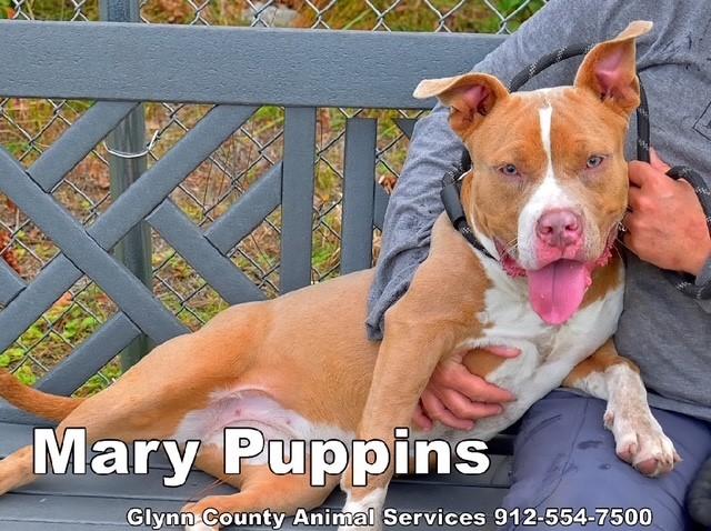 Enlarge MARY PUPPINS, a Adoptable mixed breed in Brunswick, GA image 1/1