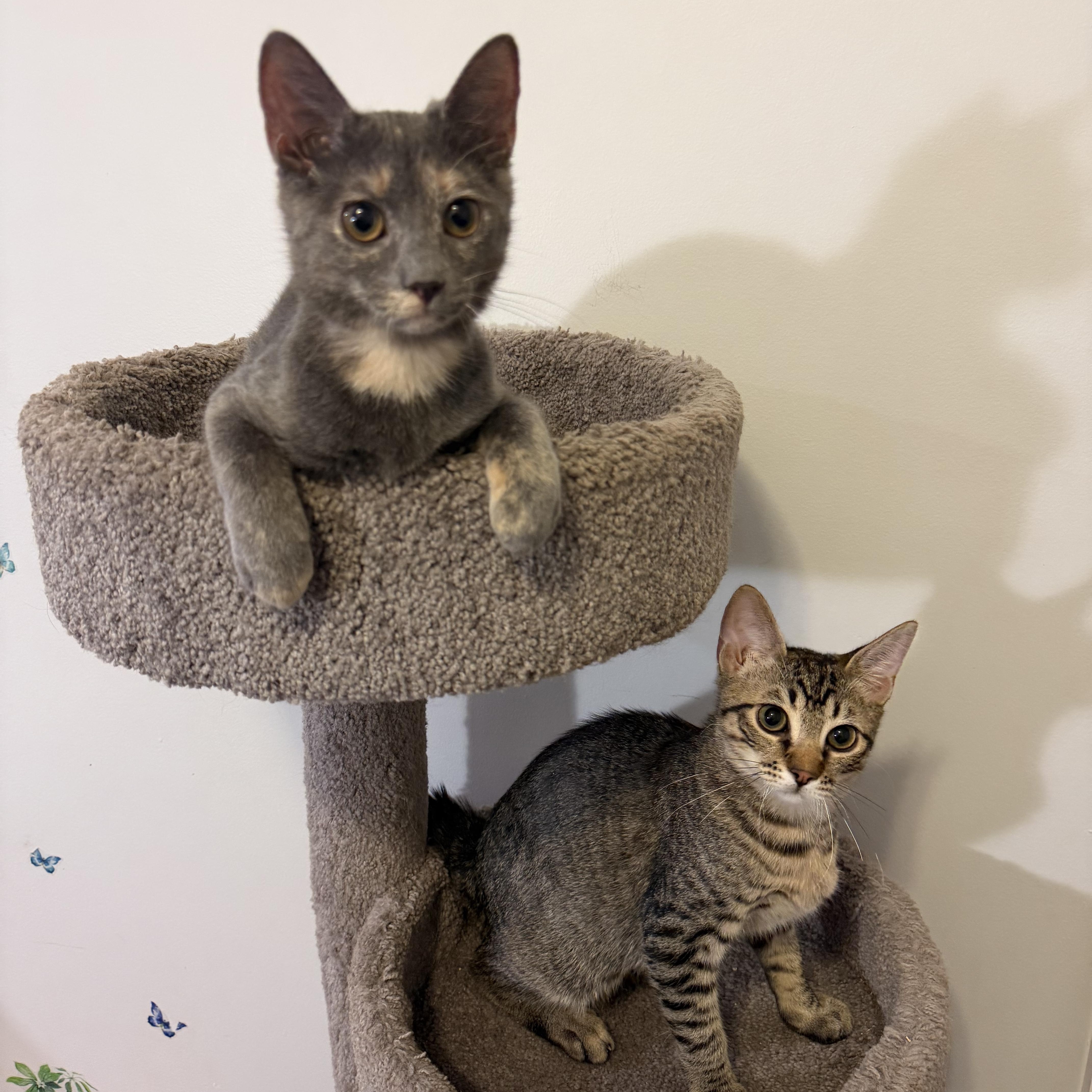 DAVROS aka DAVROS aka DAVVY, an adopted Domestic Short Hair in Hamilton, NJ image 3/5