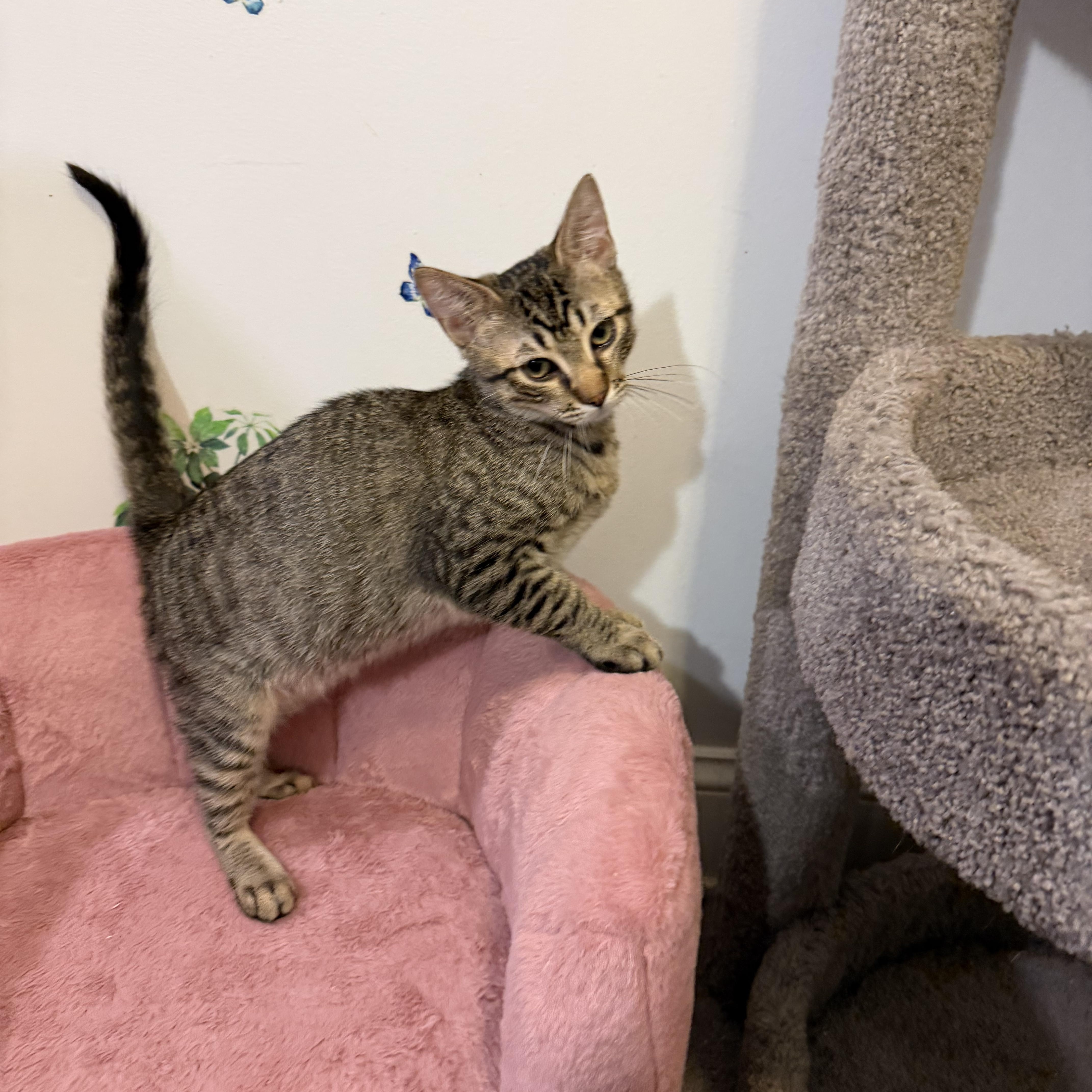 DAVROS aka DAVROS aka DAVVY, an adopted Domestic Short Hair in Hamilton, NJ image 2/5