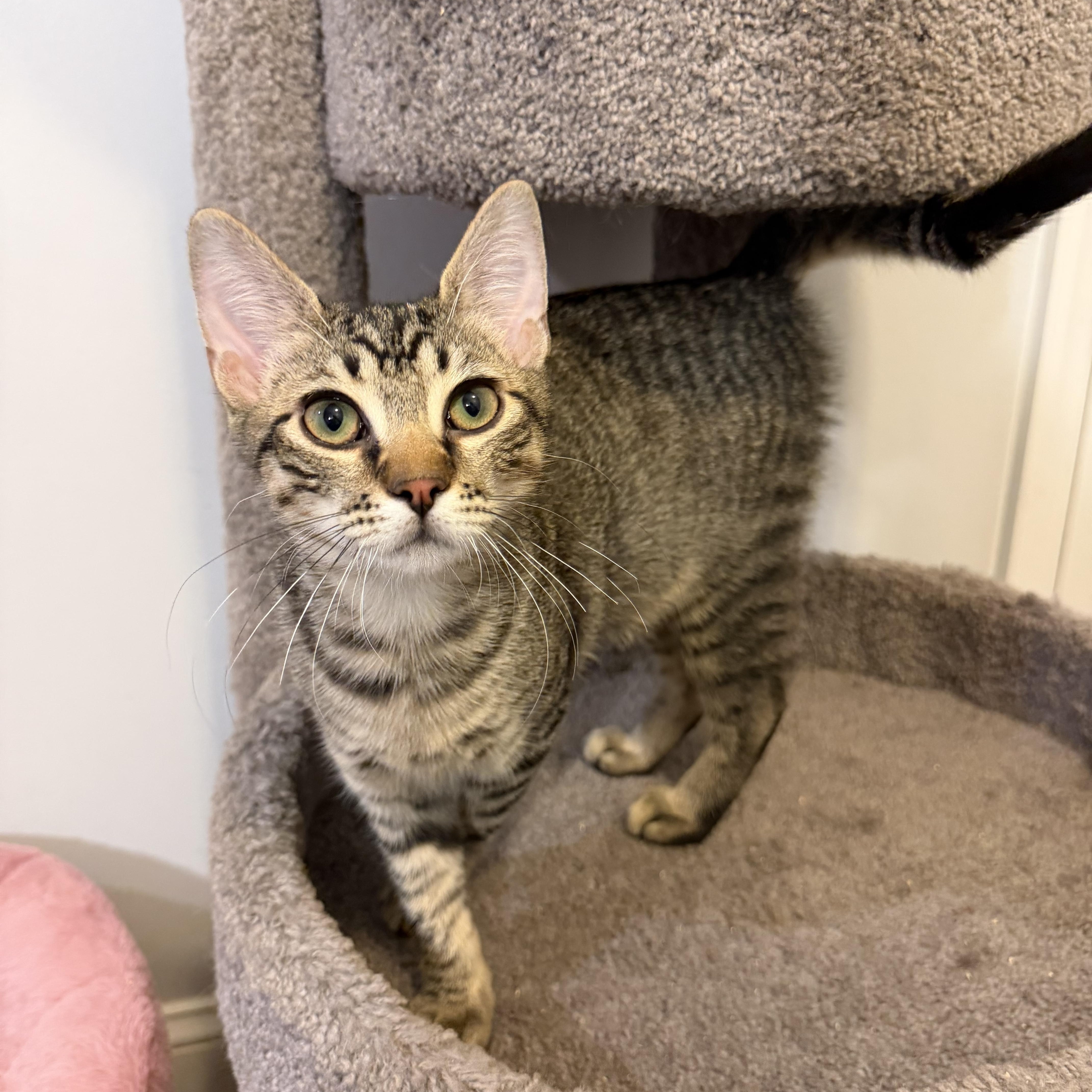 DAVROS aka DAVROS aka DAVVY, an adopted Domestic Short Hair in Hamilton, NJ image 4/5