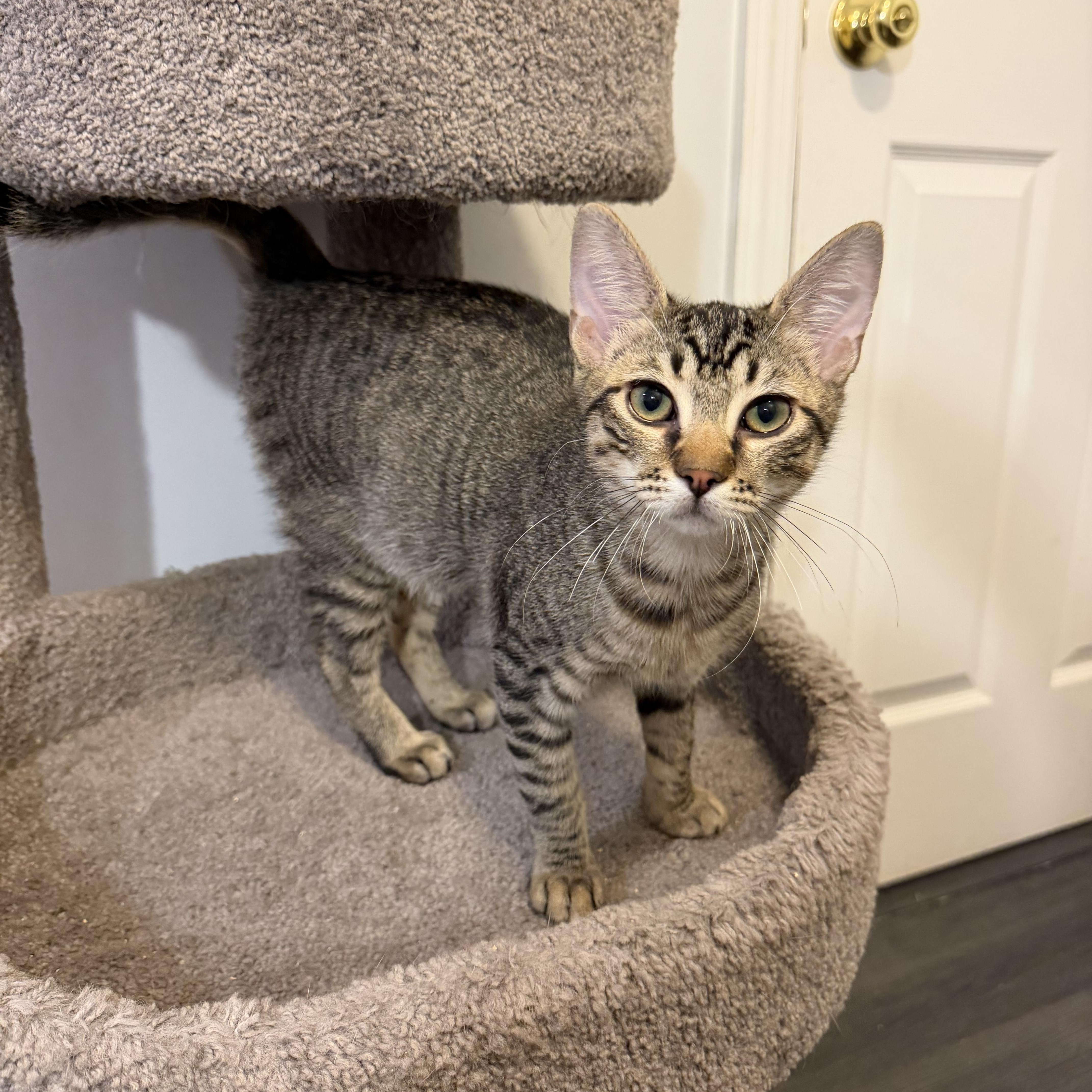 DAVROS aka DAVROS aka DAVVY, an adopted Domestic Short Hair in Hamilton, NJ image 1/5