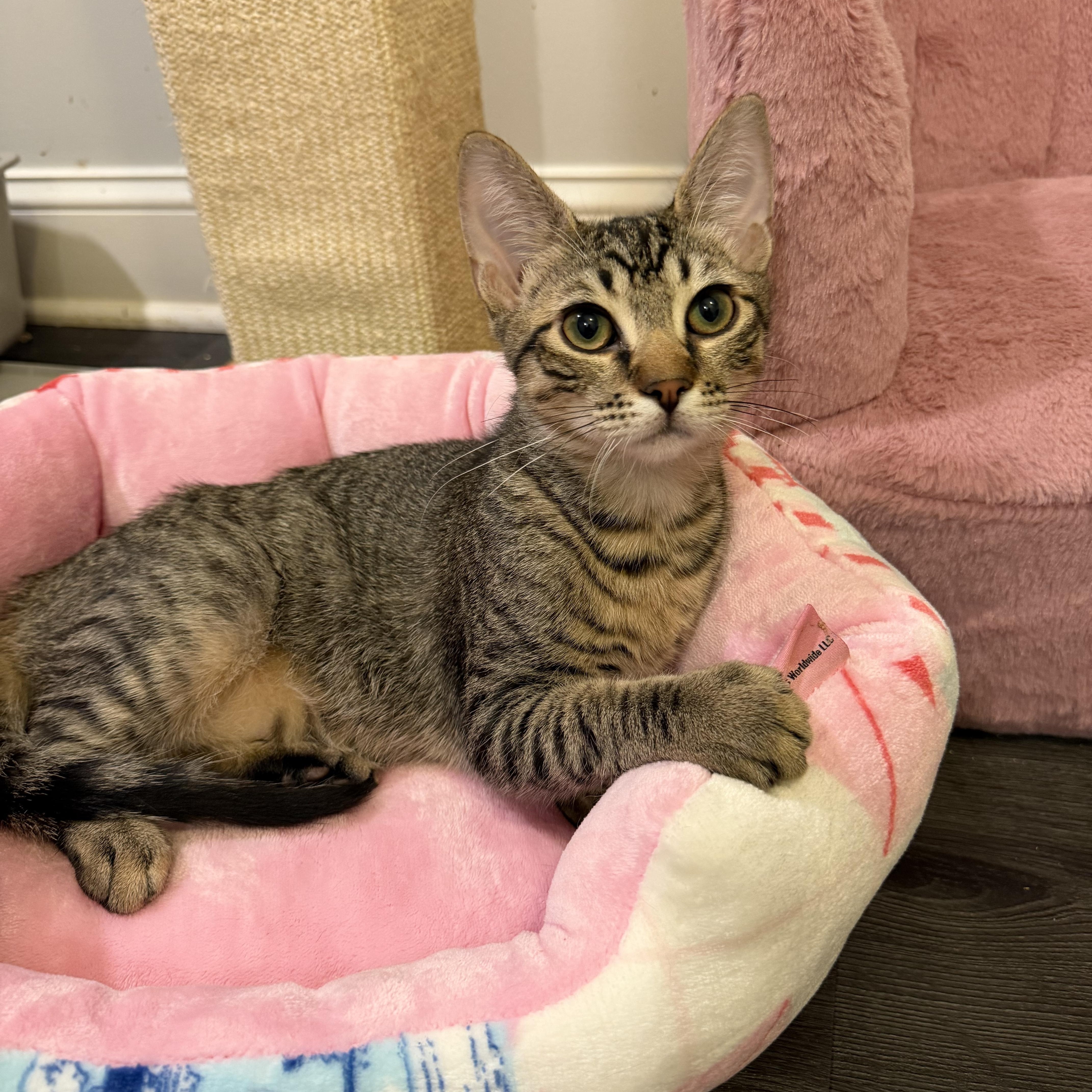 DAVROS aka DAVROS aka DAVVY, an adopted Domestic Short Hair in Hamilton, NJ image 5/5