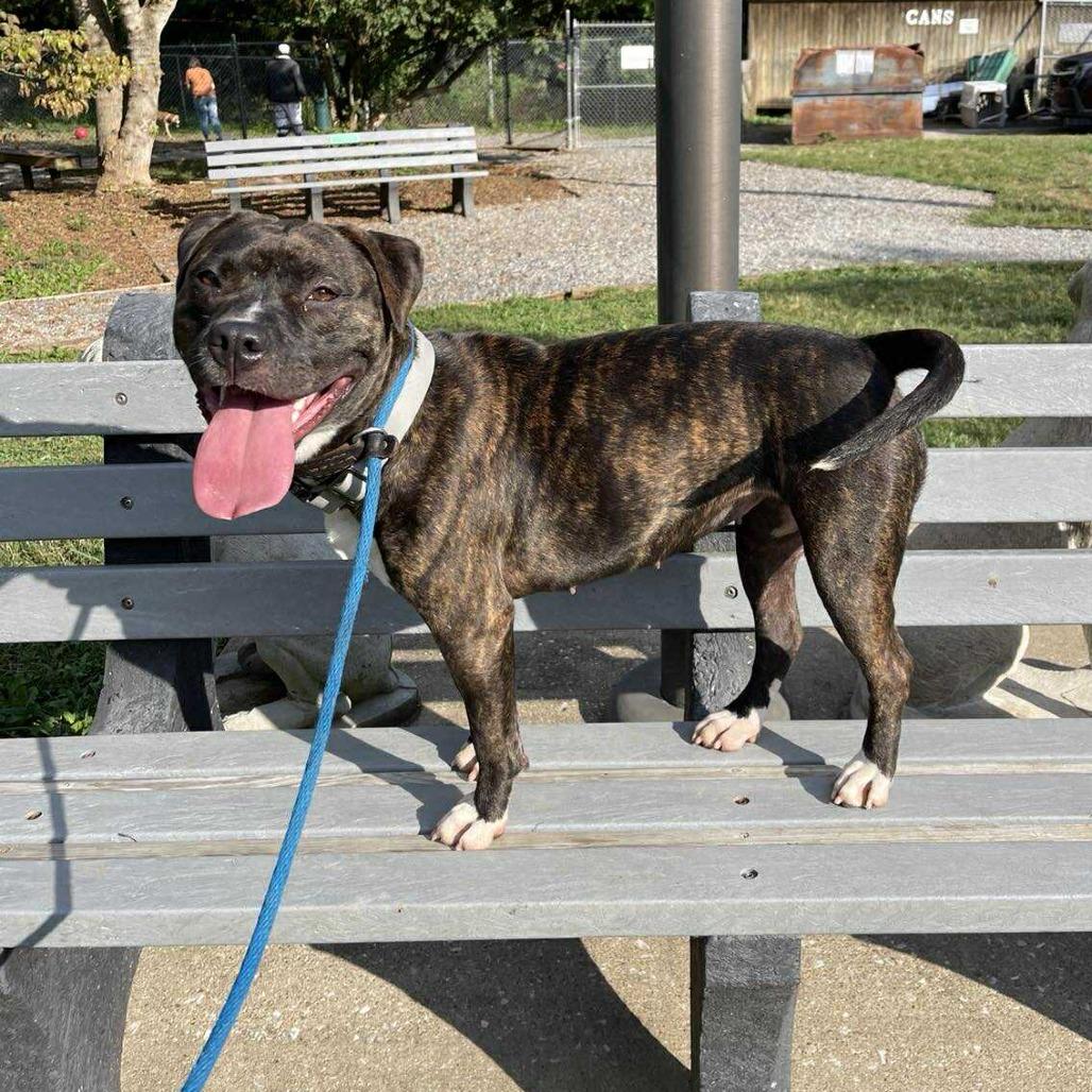 Seraph, Adoptable, Adult Female Pit Bull Terrier.