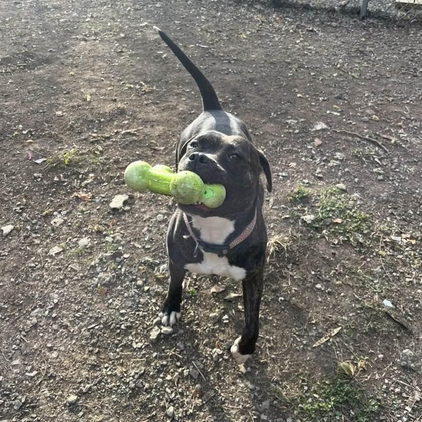 Enlarge Seraph, a Adoptable Pit Bull Terrier in Oak Ridge, TN image 2/6