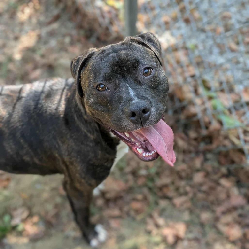 Enlarge Seraph, a Adoptable Pit Bull Terrier in Oak Ridge, TN image 4/6