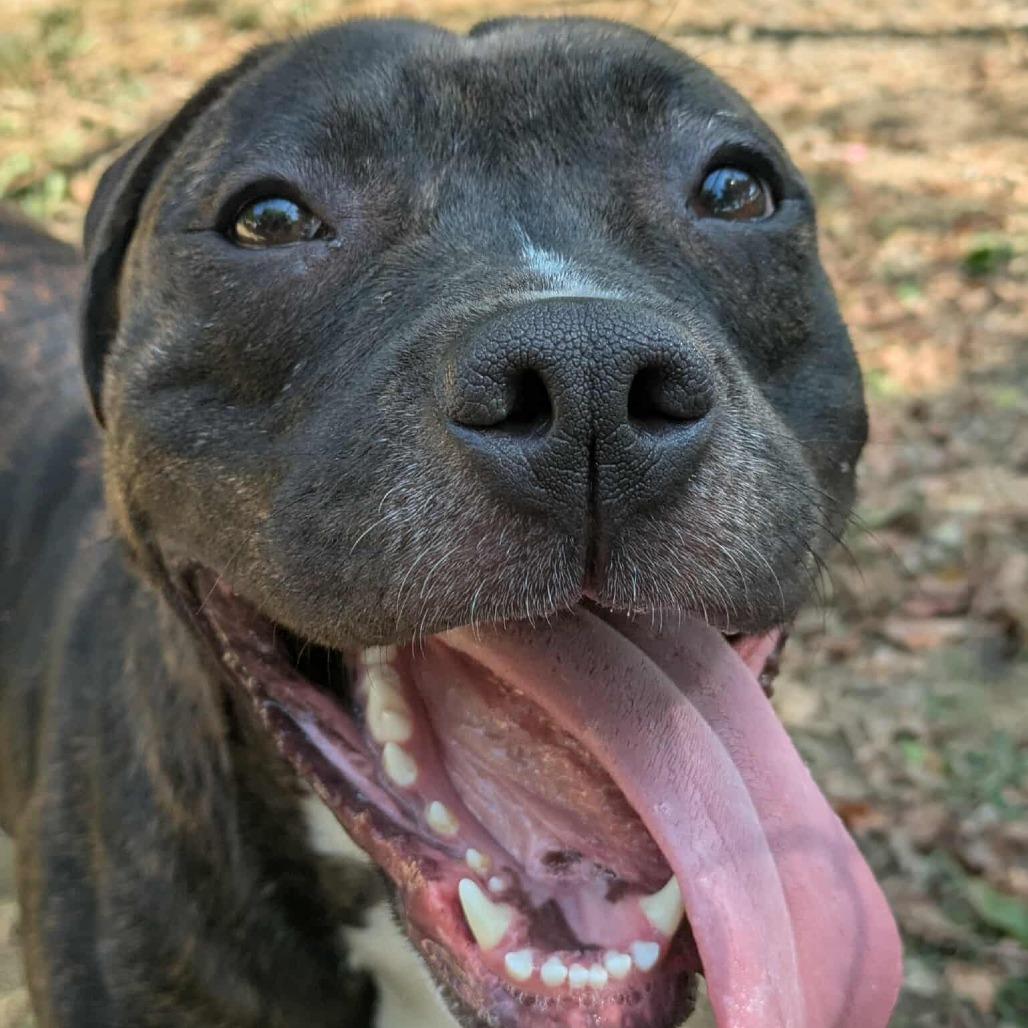 Enlarge Seraph, a Adoptable Pit Bull Terrier in Oak Ridge, TN image 5/6