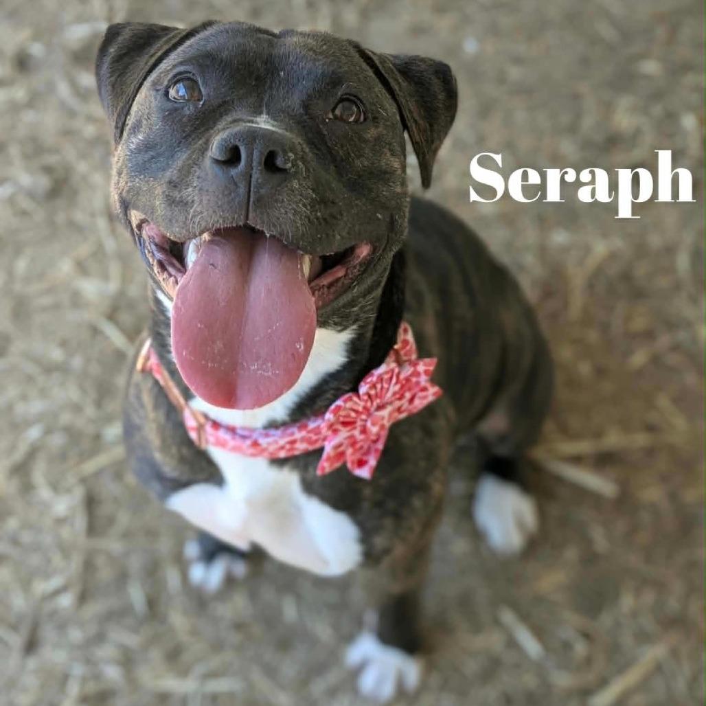 Enlarge Seraph, a Adoptable Pit Bull Terrier in Oak Ridge, TN image 6/6