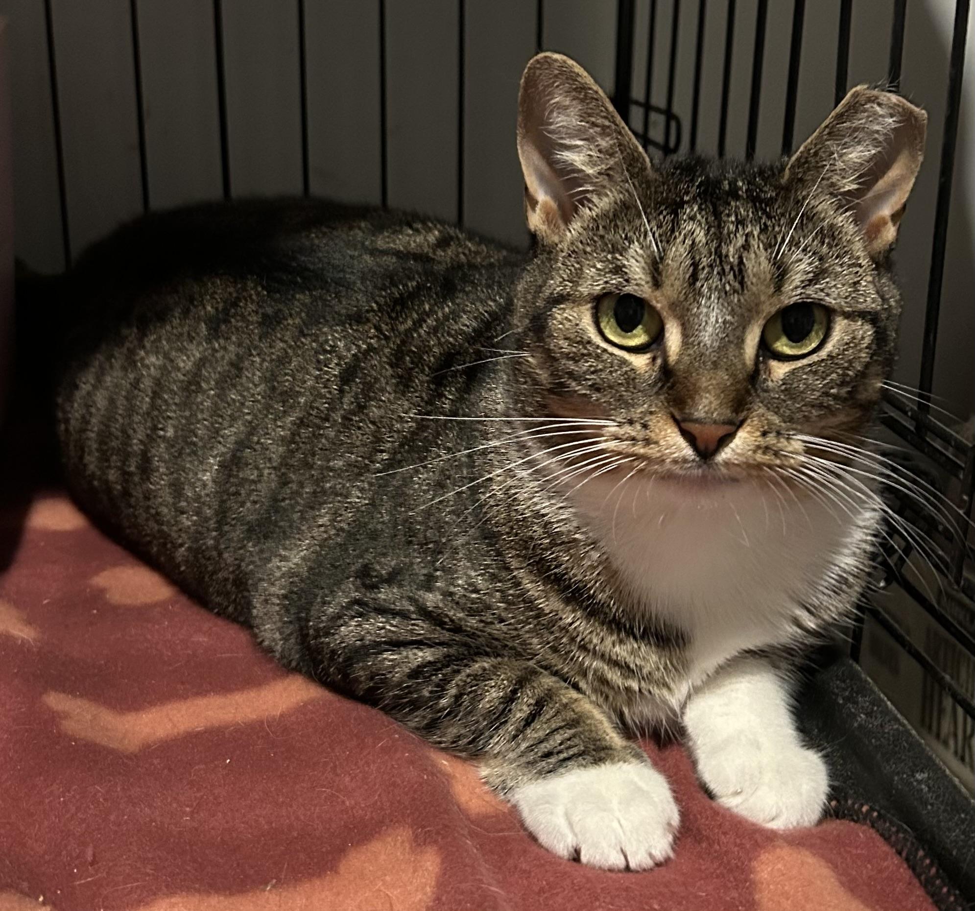 Jillian, Adoptable, Young Female Domestic Short Hair.