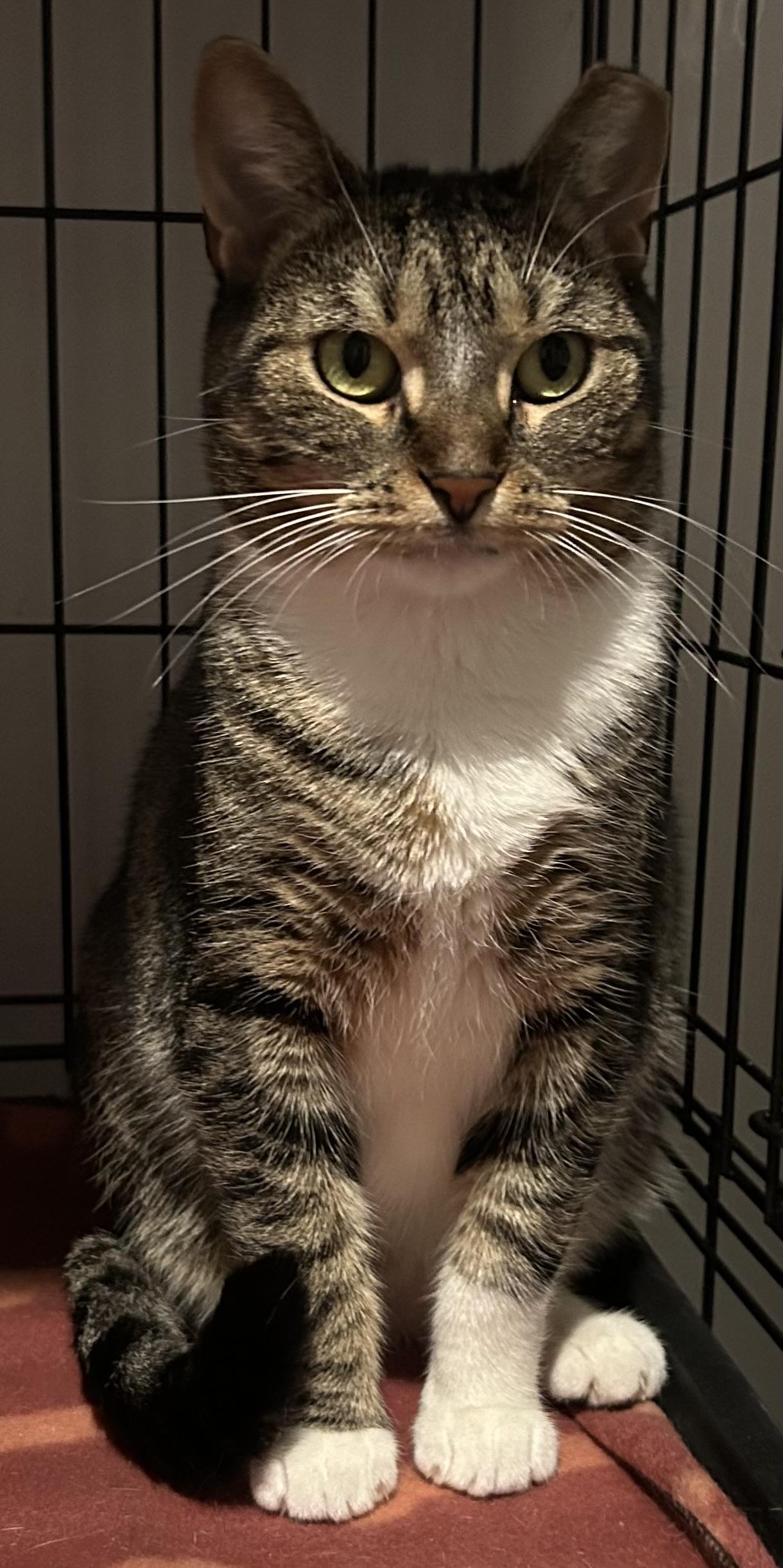 Jillian, a Adoptable Domestic Short Hair image 2/3