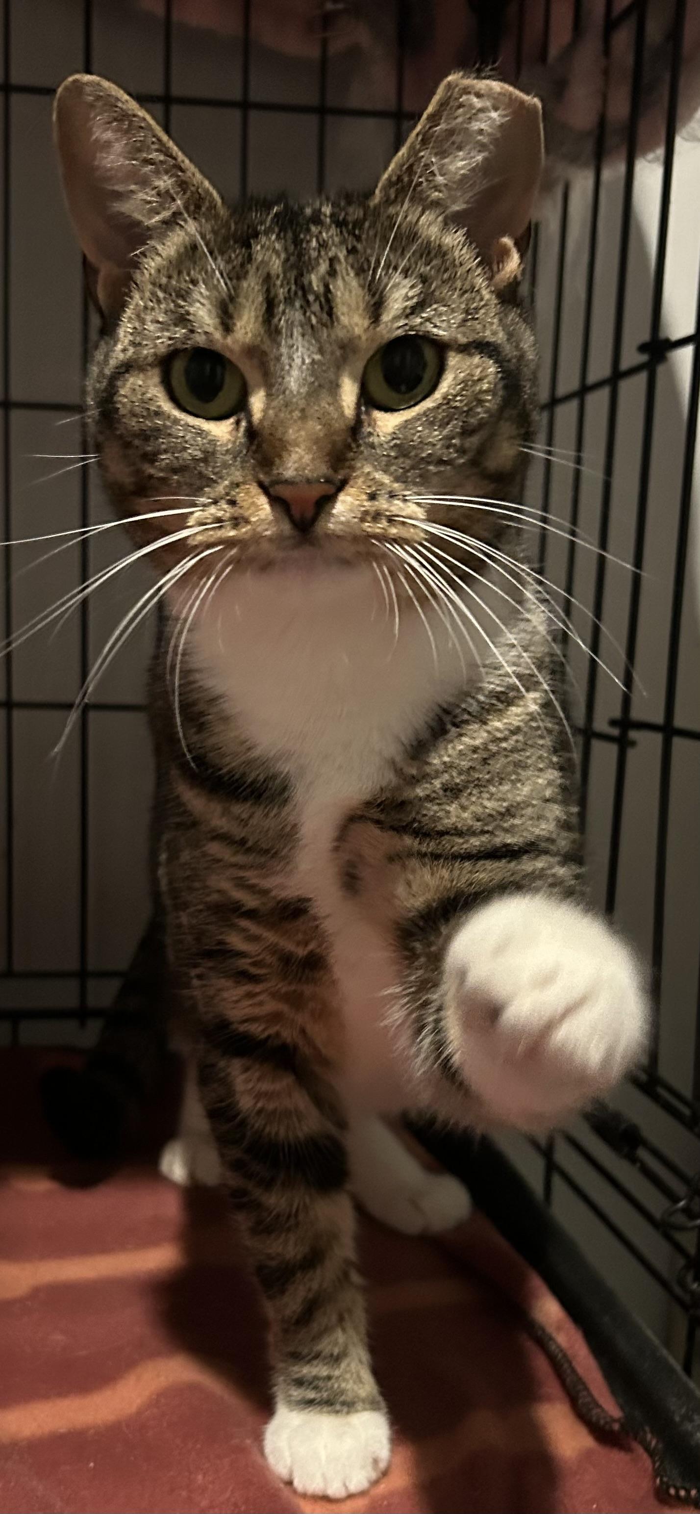 Jillian, a Adoptable Domestic Short Hair image 3/3