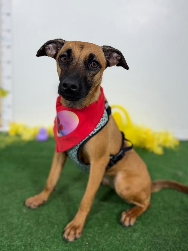 Enlarge Ham-One of our Amazing Rescue Dogs, an adopted mixed breed in Sparks, NV image 1/1