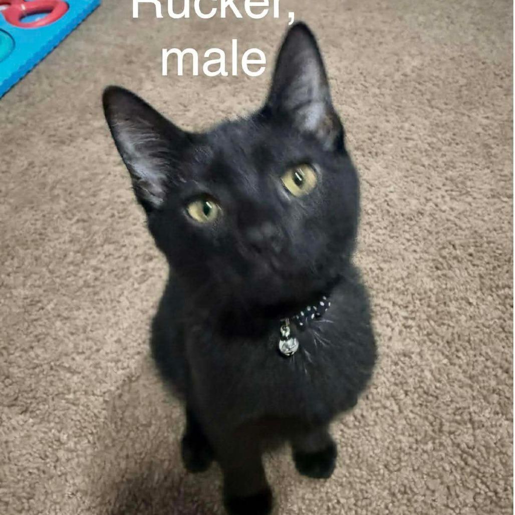 Enlarge Rucker, a Adoptable American Shorthair in Lima, OH image 1/4