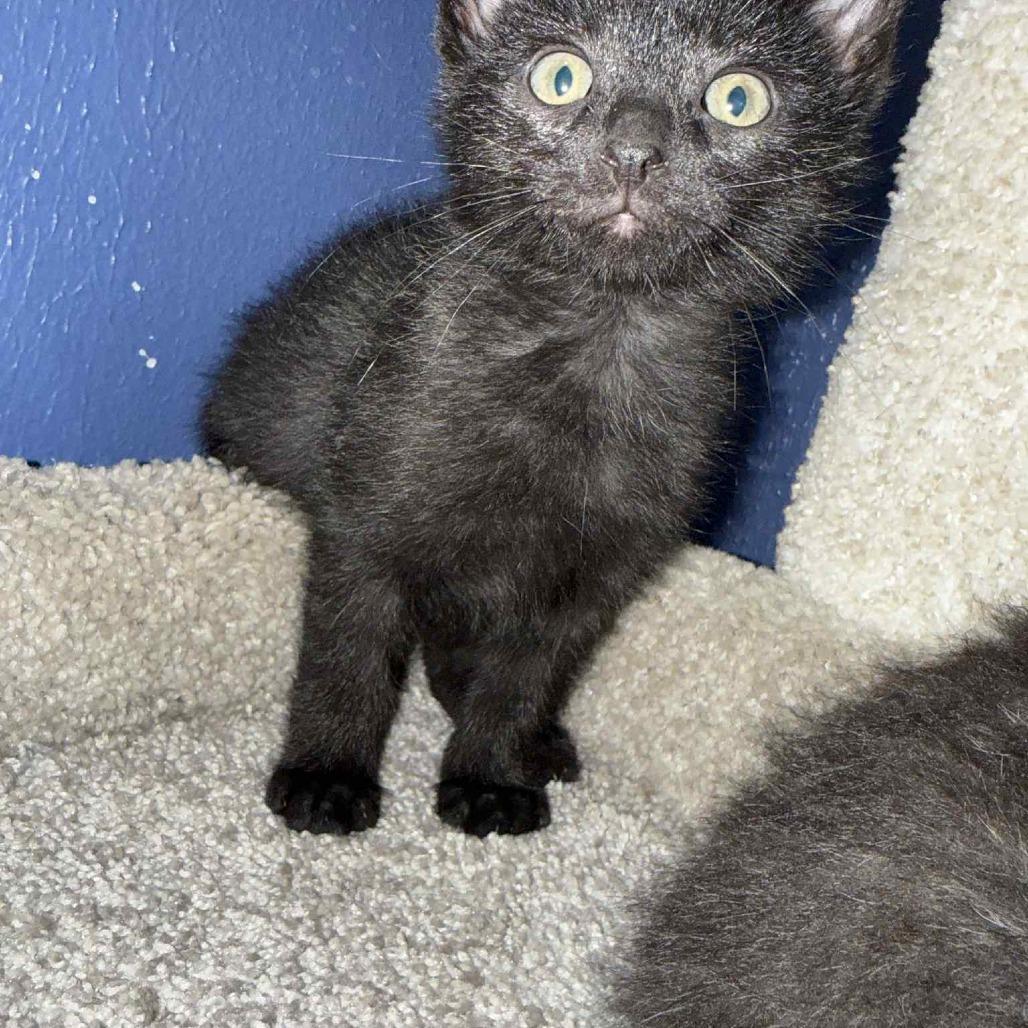 Rucker, a Adoptable American Shorthair in Lima, OH image 1/4