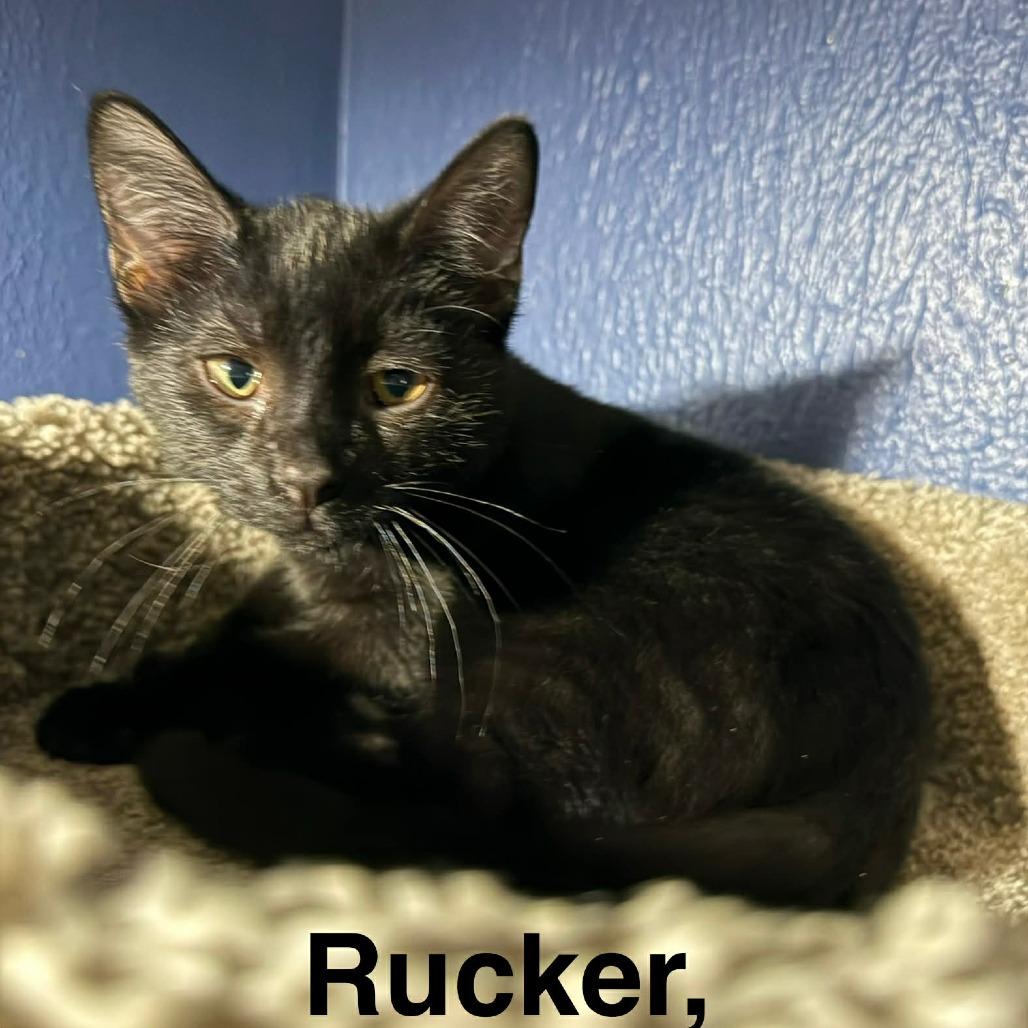 Rucker, a Adoptable American Shorthair in Lima, OH image 2/4