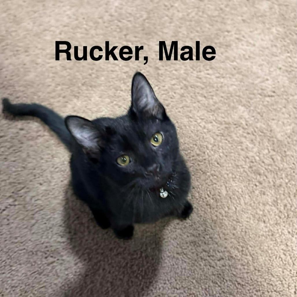 Rucker — thumbnail 5