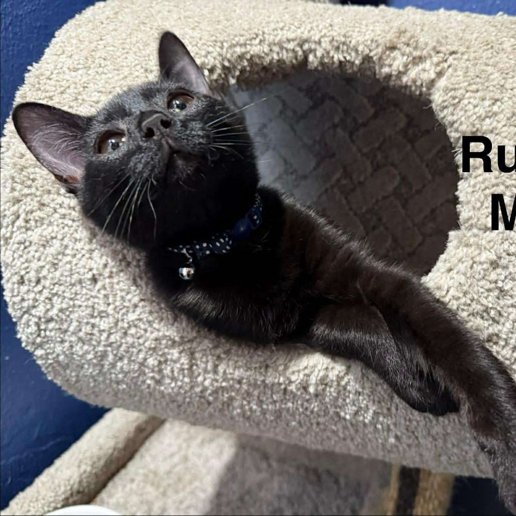 Enlarge Rucker, a Adoptable American Shorthair in Lima, OH image 4/4