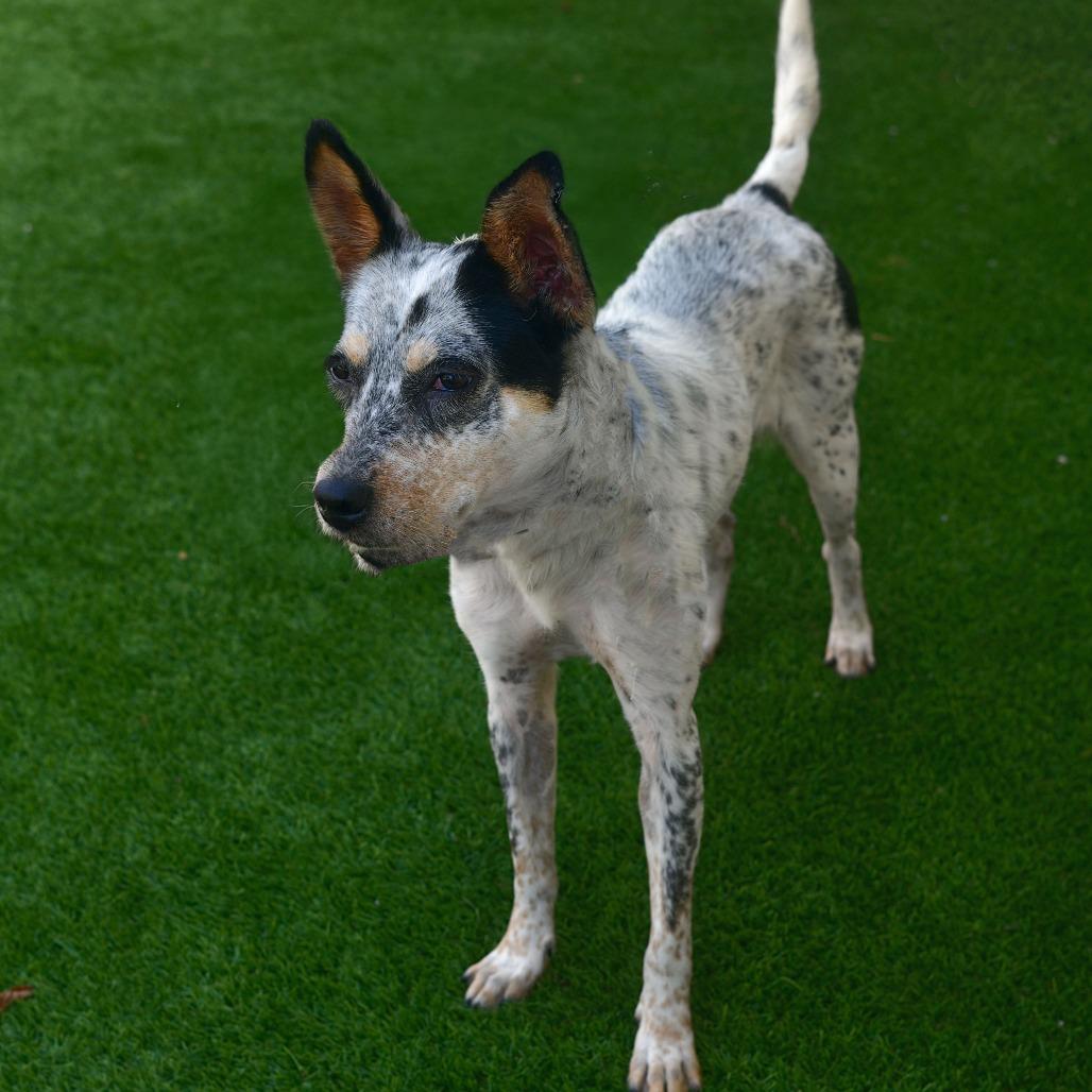 Moxie, Adoptable, Adult Female Cattle Dog & Mixed Breed.