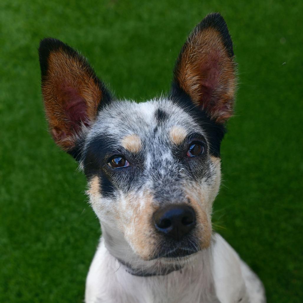 Enlarge Moxie, a Adoptable mixed breed in Ottawa, KS image 2/2