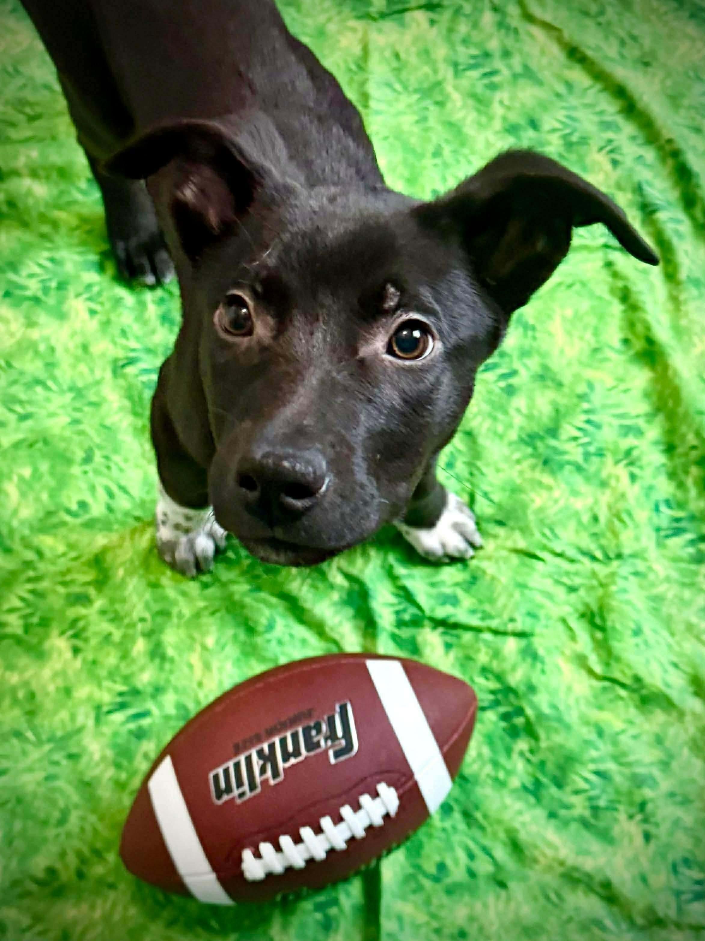 Blitzen, ADOPTABLE, Puppy Male Black Labrador Retriever & Mixed Breed.