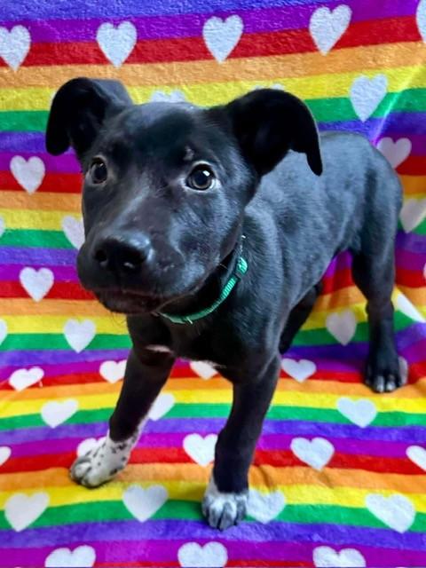 Enlarge Blitzen, a ADOPTABLE mixed breed in Parma Heights, OH image 2/4