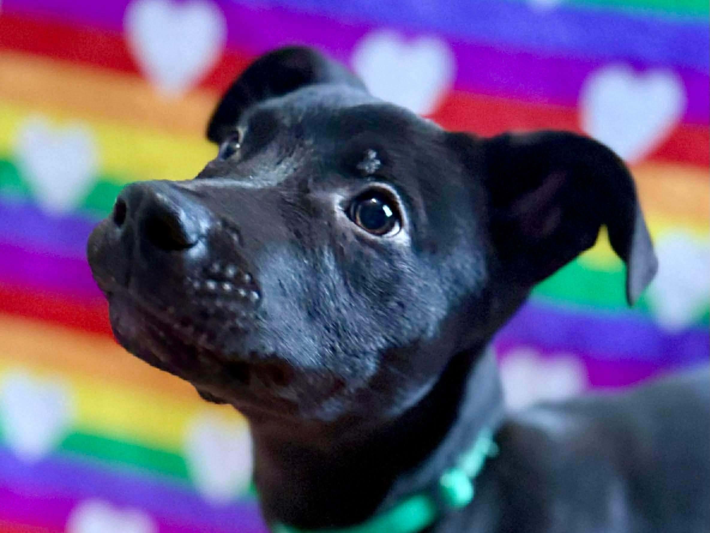 Enlarge Blitzen, a ADOPTABLE mixed breed in Parma Heights, OH image 3/4