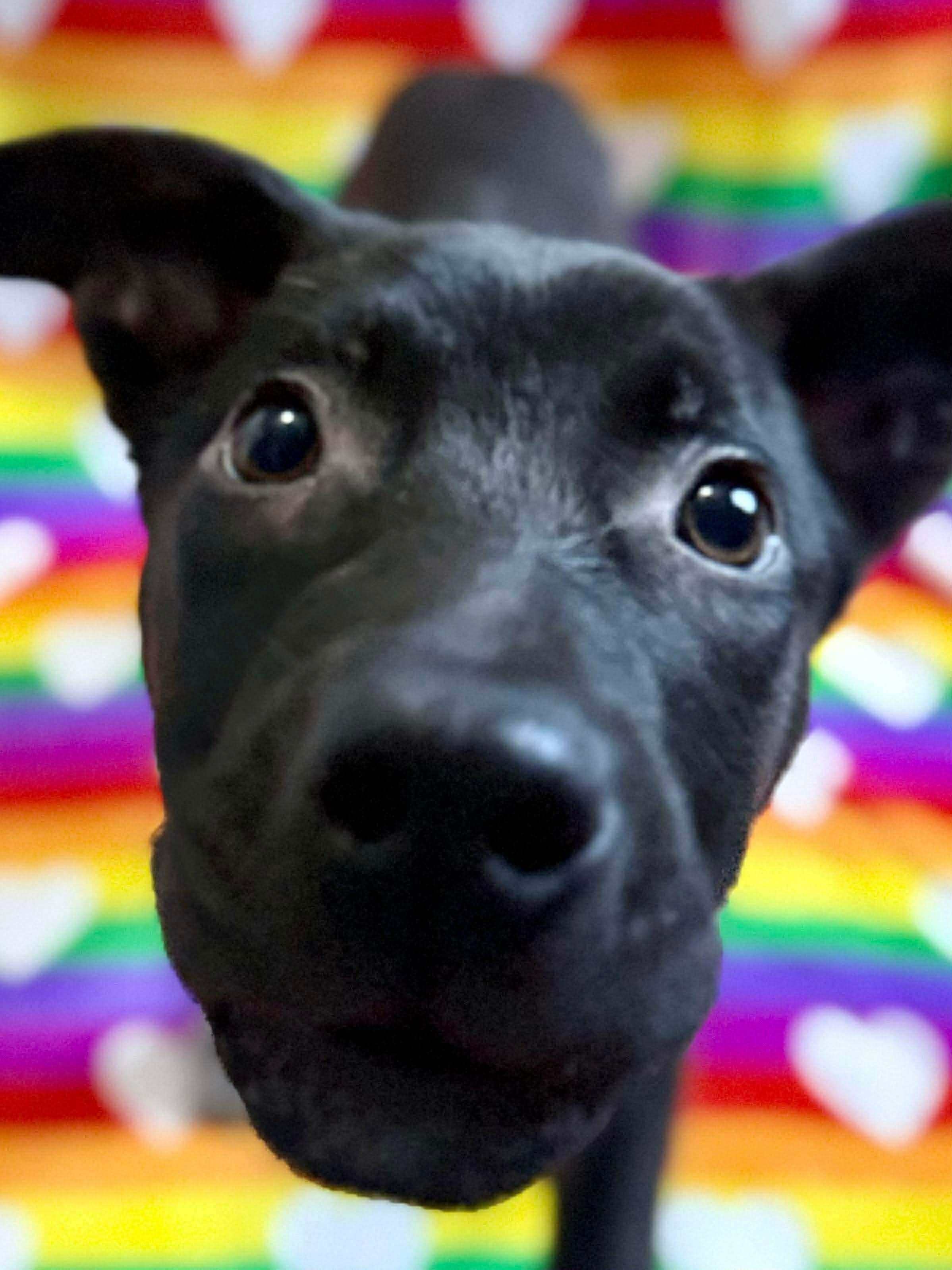 Enlarge Blitzen, a ADOPTABLE mixed breed in Parma Heights, OH image 4/4