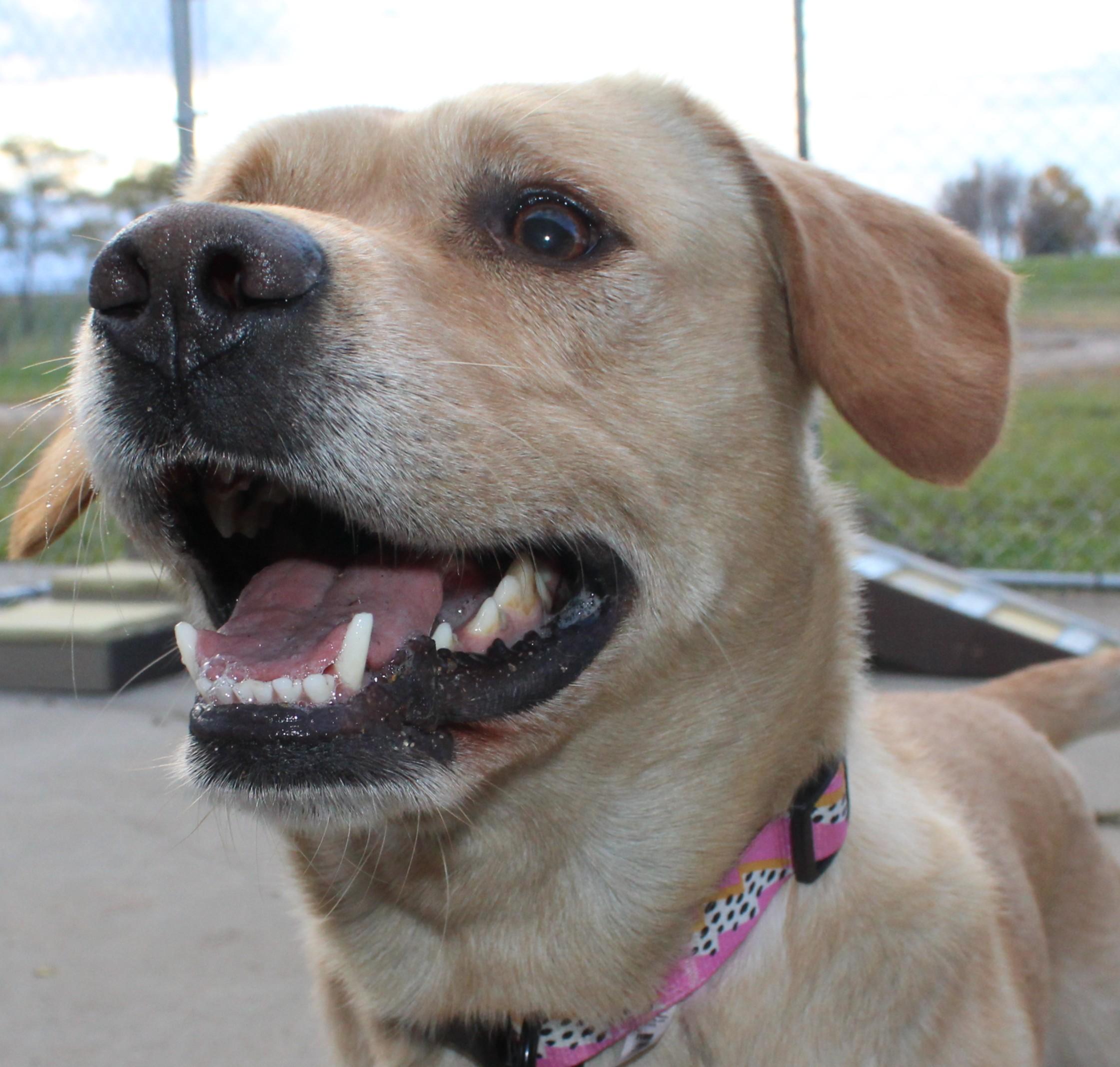Enlarge Banjo, an adoptable mixed breed in Huron, SD image 2/6
