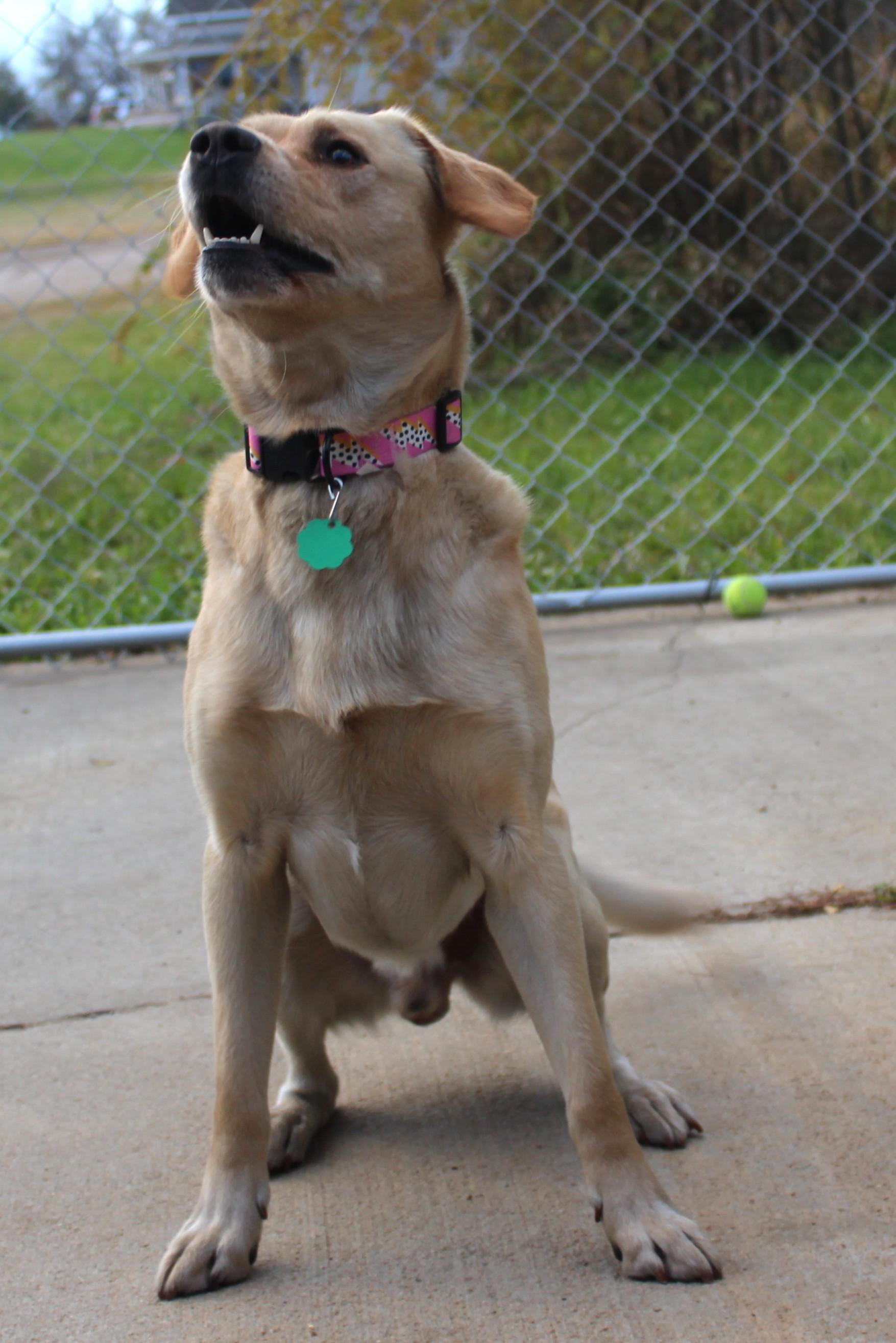 Enlarge Banjo, an adoptable mixed breed in Huron, SD image 3/6