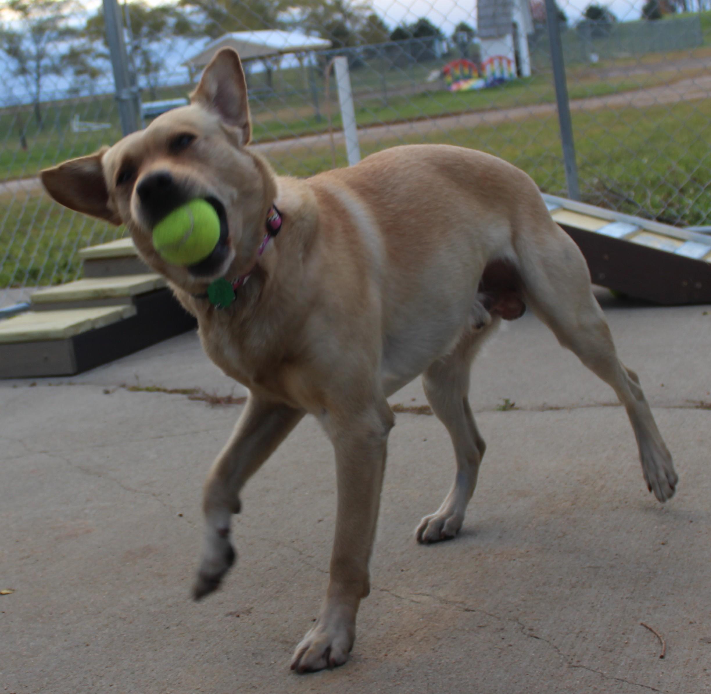 Enlarge Banjo, an adoptable mixed breed in Huron, SD image 4/6