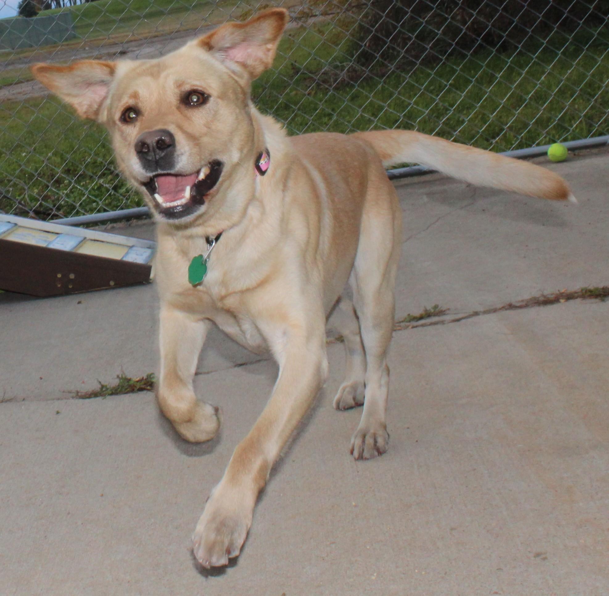Enlarge Banjo, an adoptable mixed breed in Huron, SD image 5/6