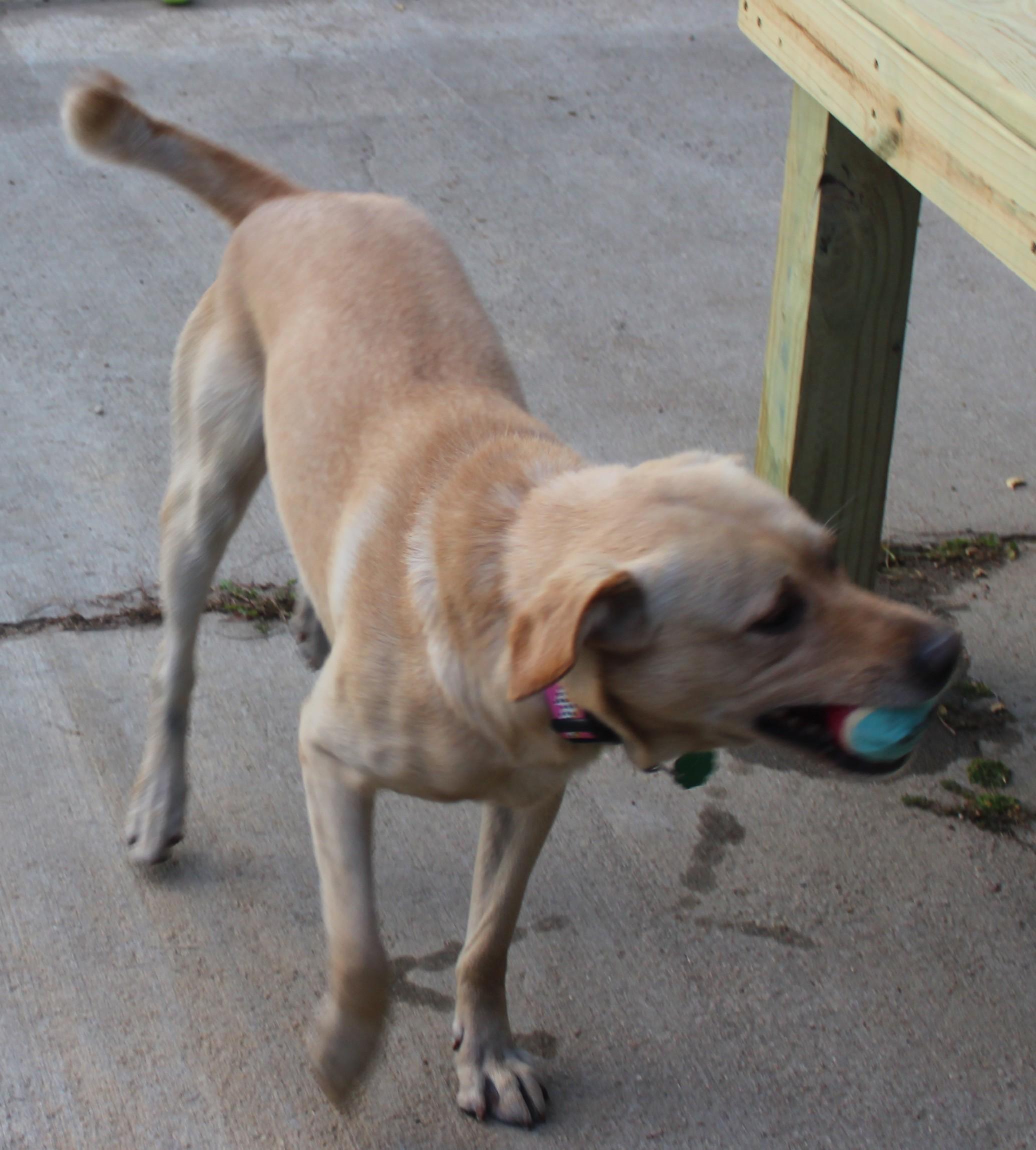 Enlarge Banjo, an adoptable mixed breed in Huron, SD image 6/6