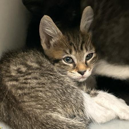 Tortelinni, Adoptable, Kitten Female Domestic Short Hair.